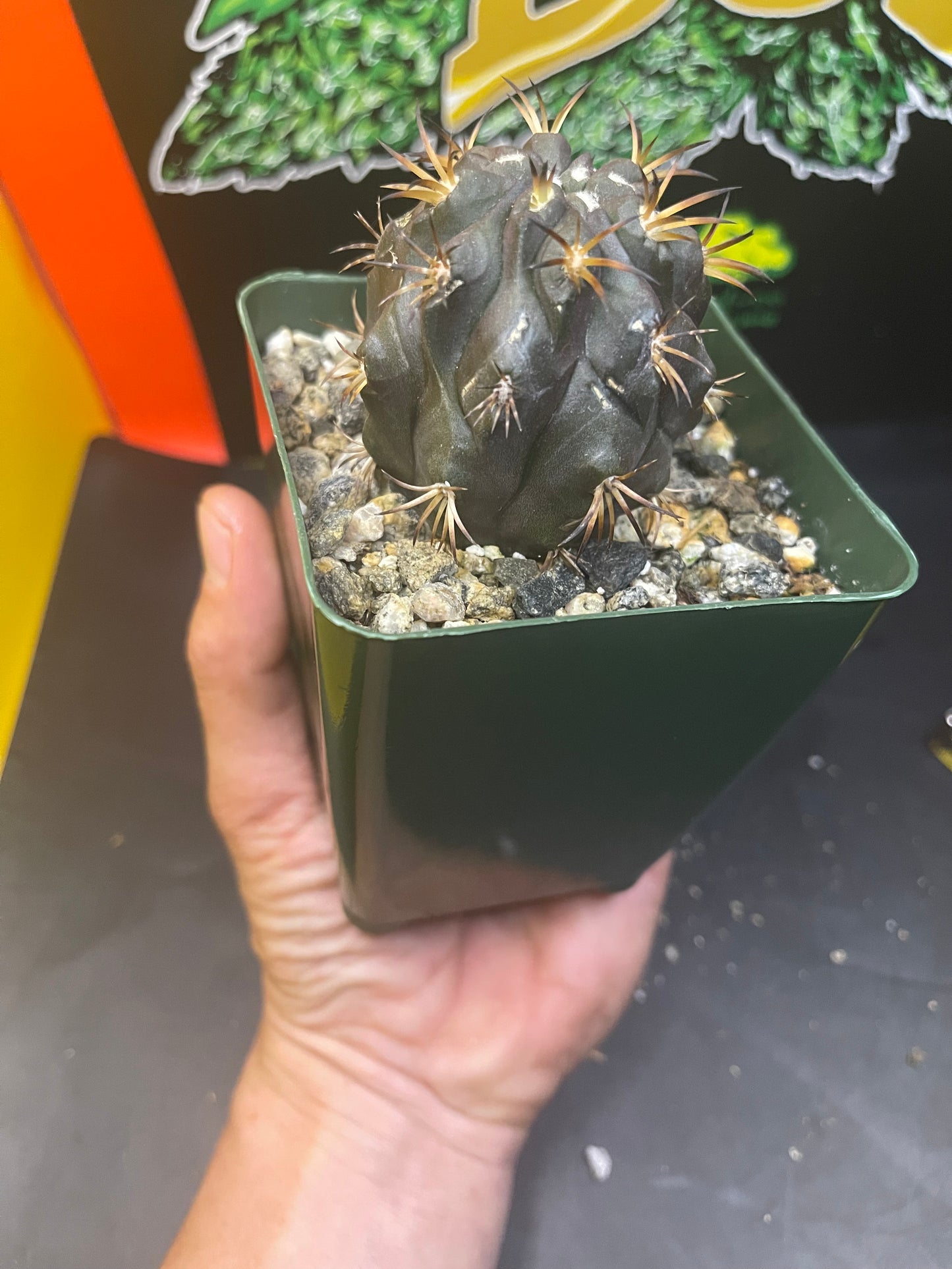 Copiapoa Dura