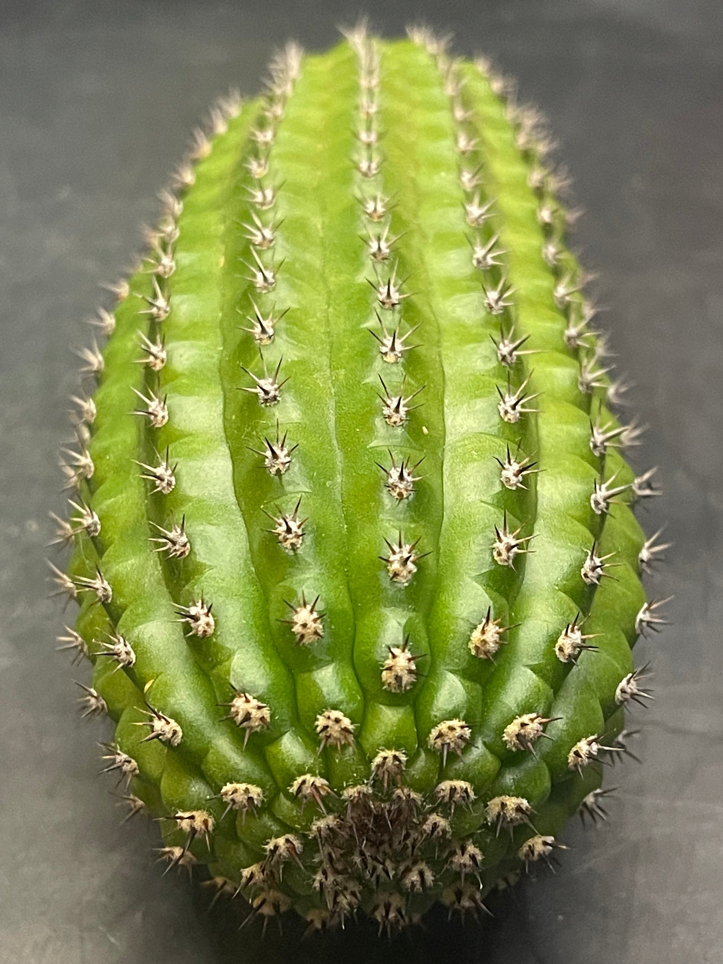 Trichocereus brevispinulosus