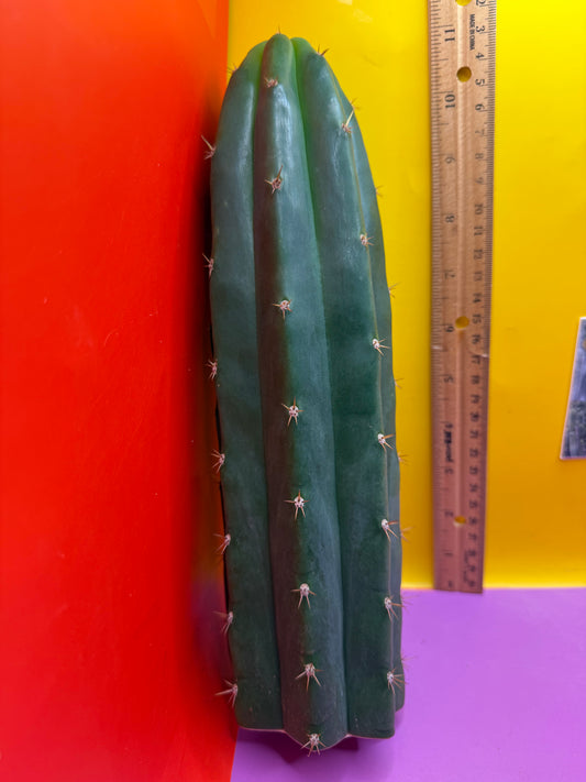 De costa O.p. San pedro Cactus cutting