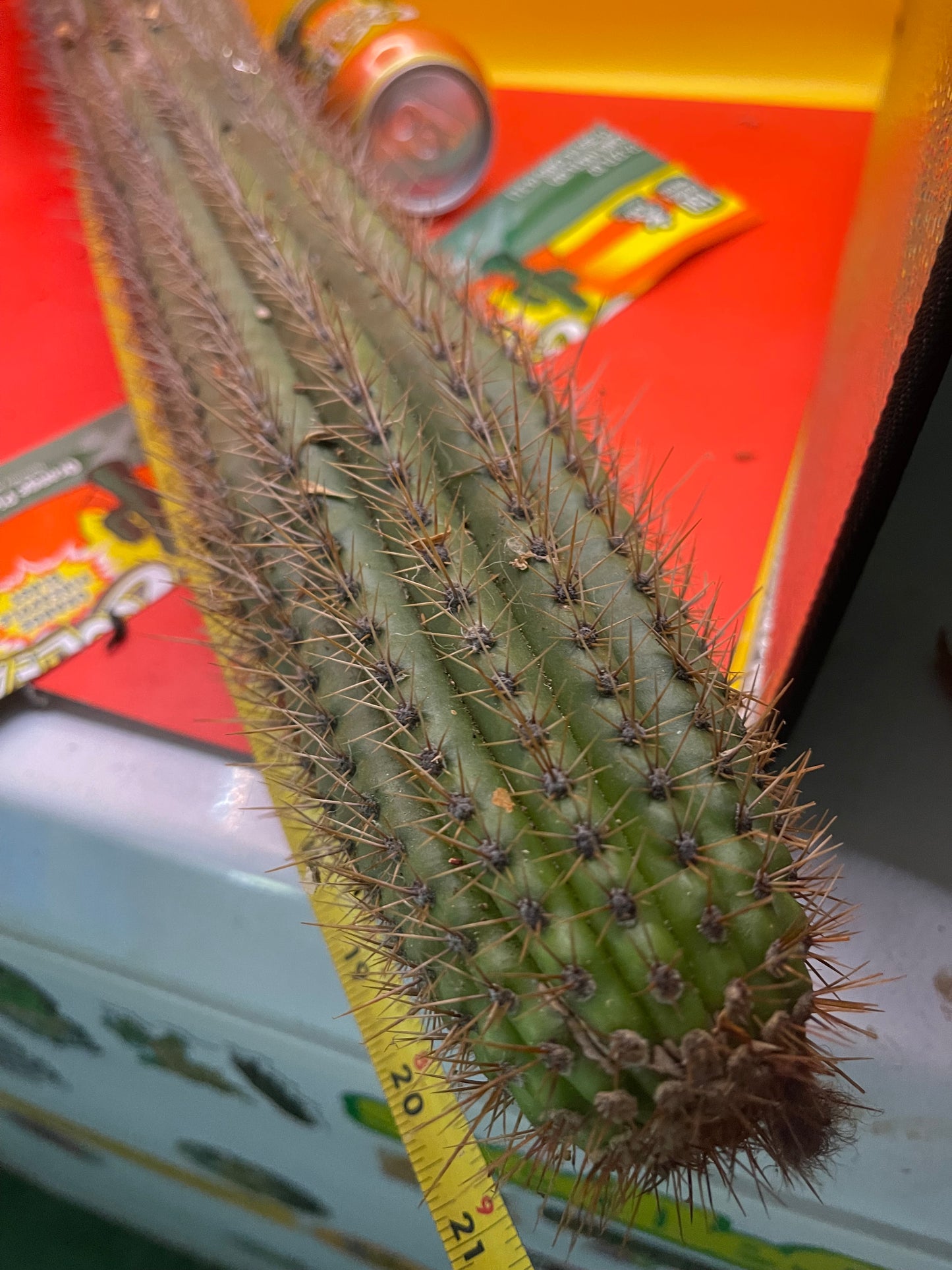 ULTIMATE GRAFT STOCK !!18”- 20”Trichocereus spachianus