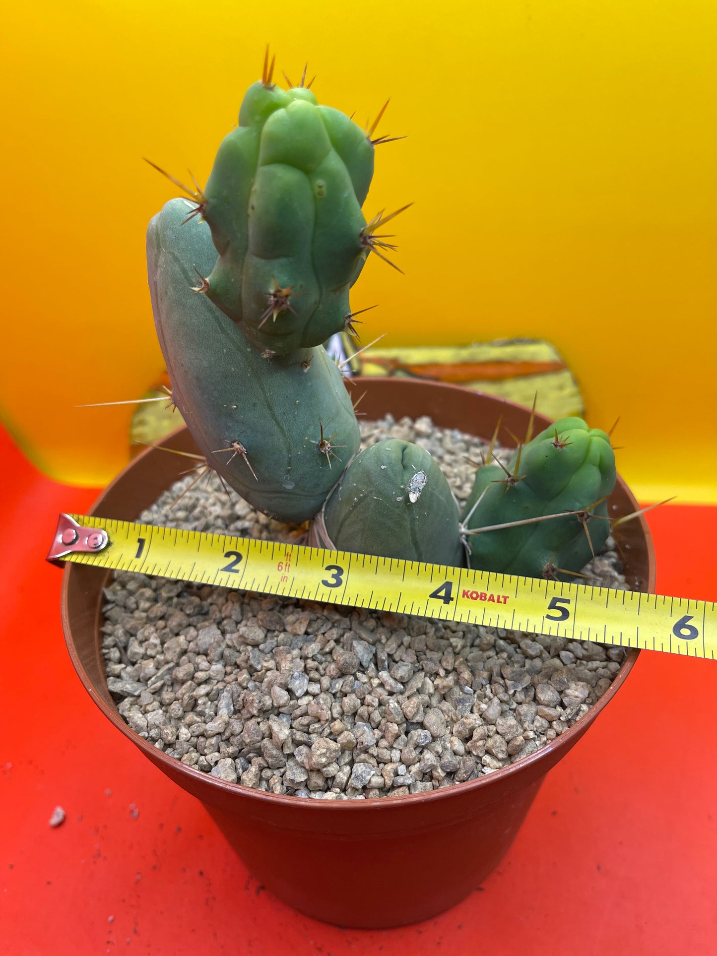 Penis cactus !