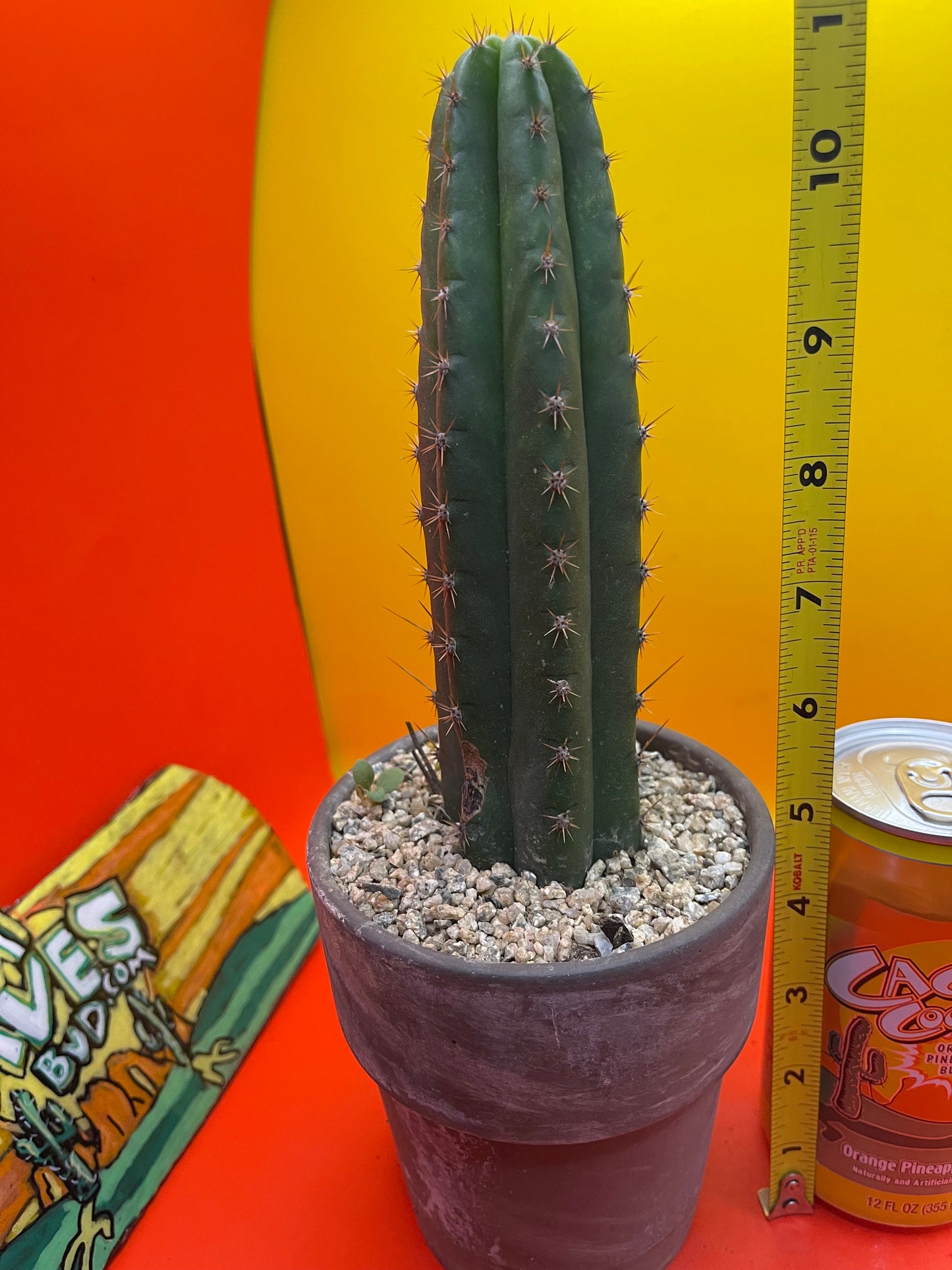 CCVP ! San Pedro cactus