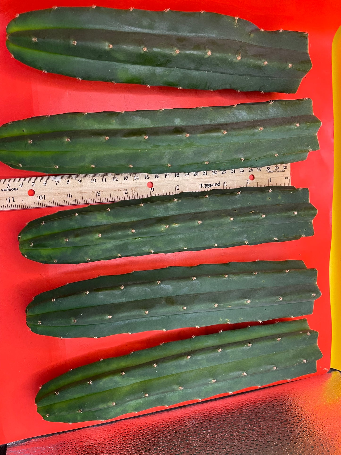 San Pedro cactus