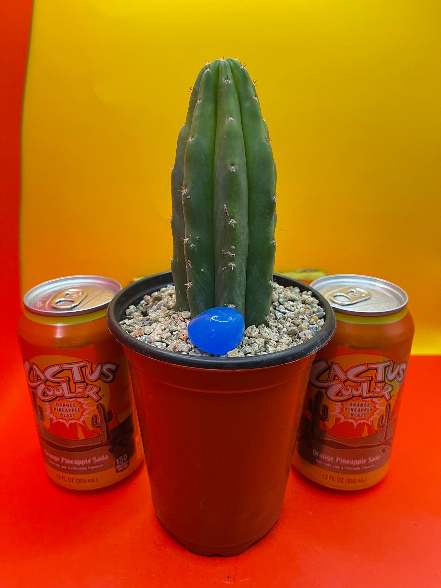 SAN PEDRO CACTUS - potted