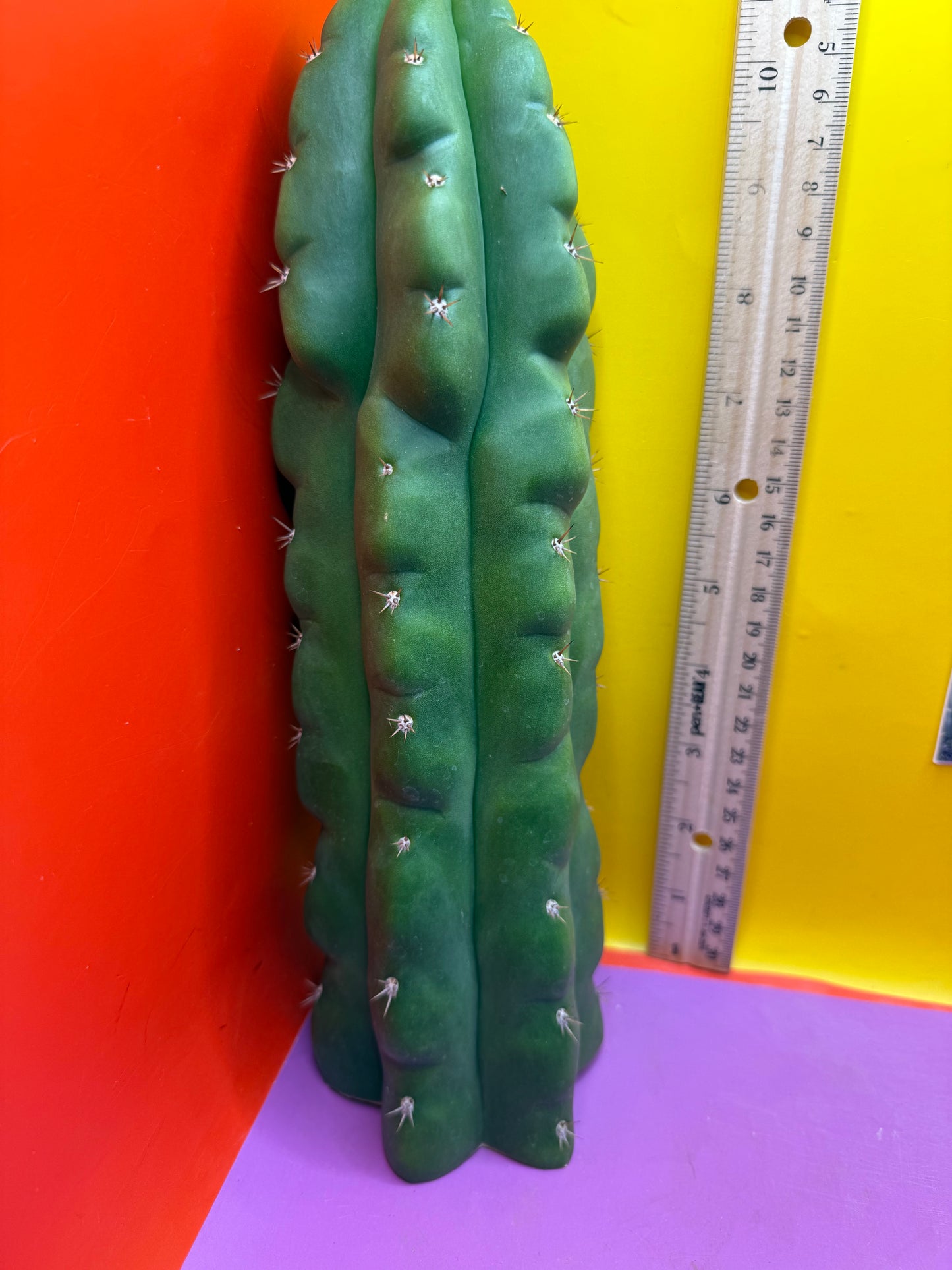 TPM ! Monstrose tricho