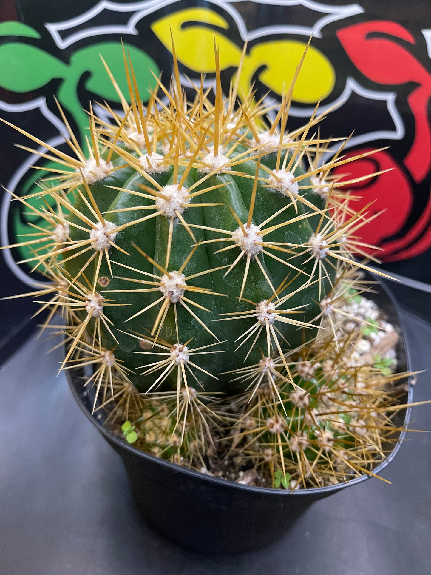 Trichocereus Terscheckii !With 5 branching pups !! Comes in a 6” wide pot