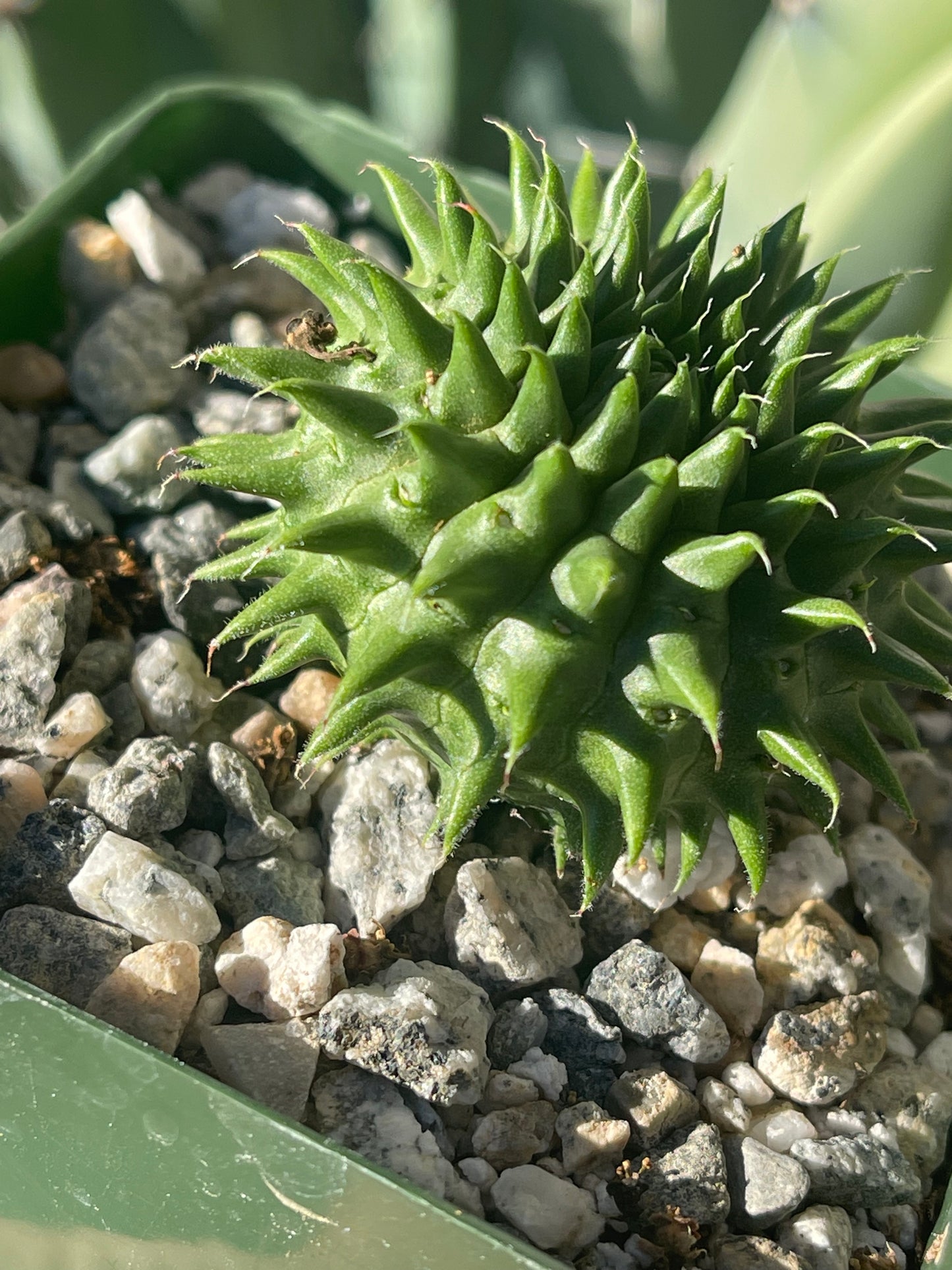 Euphorbia susannae