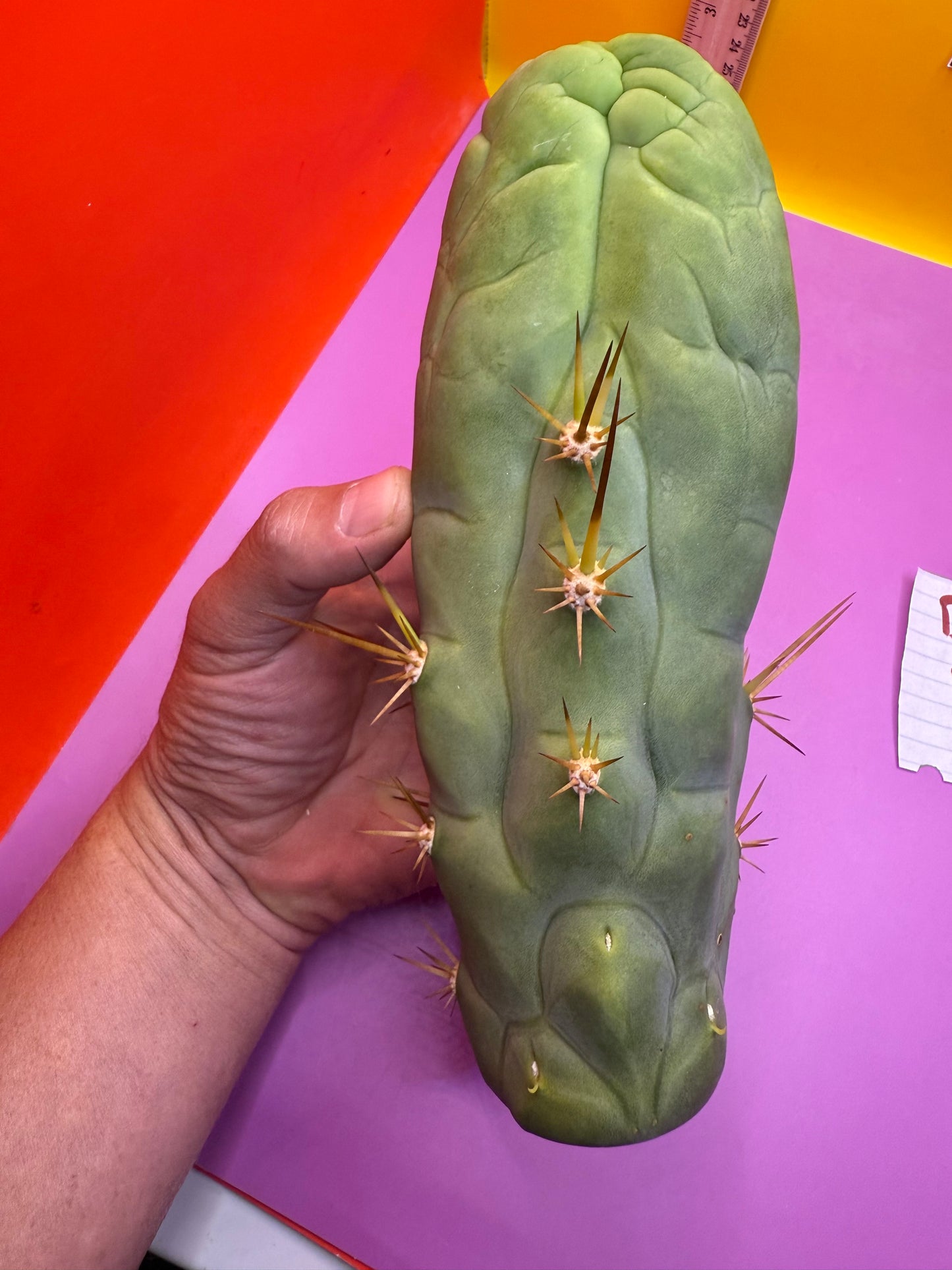 Big Thic Bruce’s Dragon 🐉