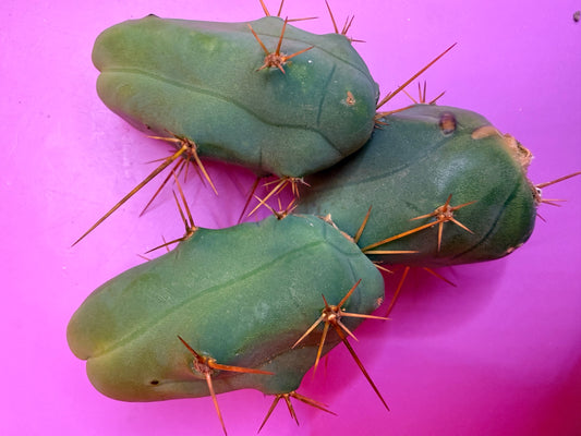 triple segment Tbm cactus for sale  !