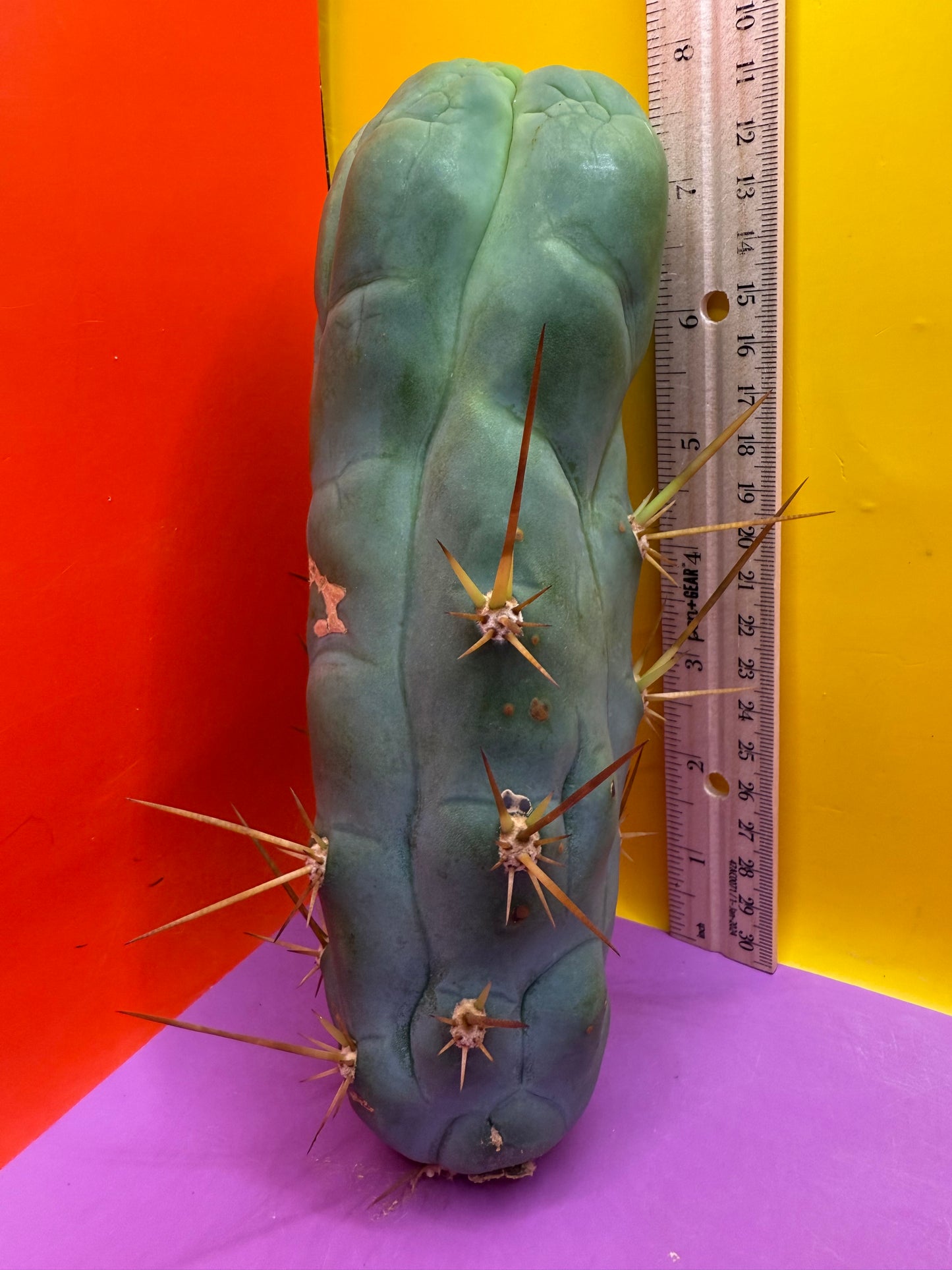 Bruce’s Dragon - almost 3” thick !