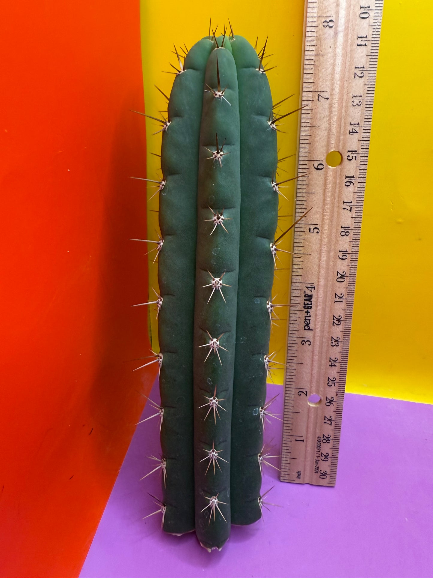 Friday deal !!! Misplants Mystery