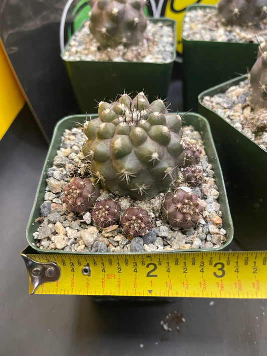 Copiapoa with tons of fresh pups !!