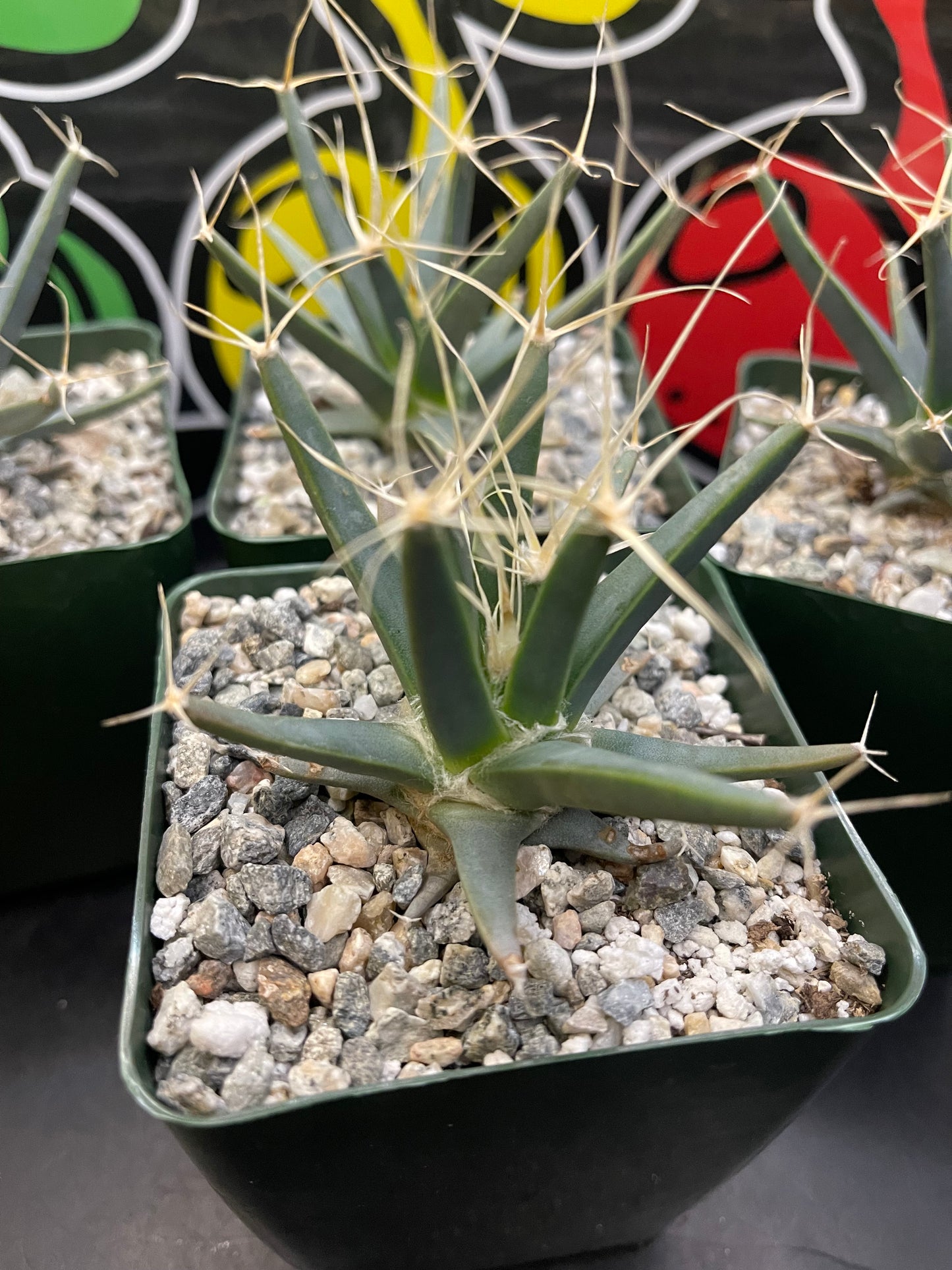 Leuchtenbergia principis