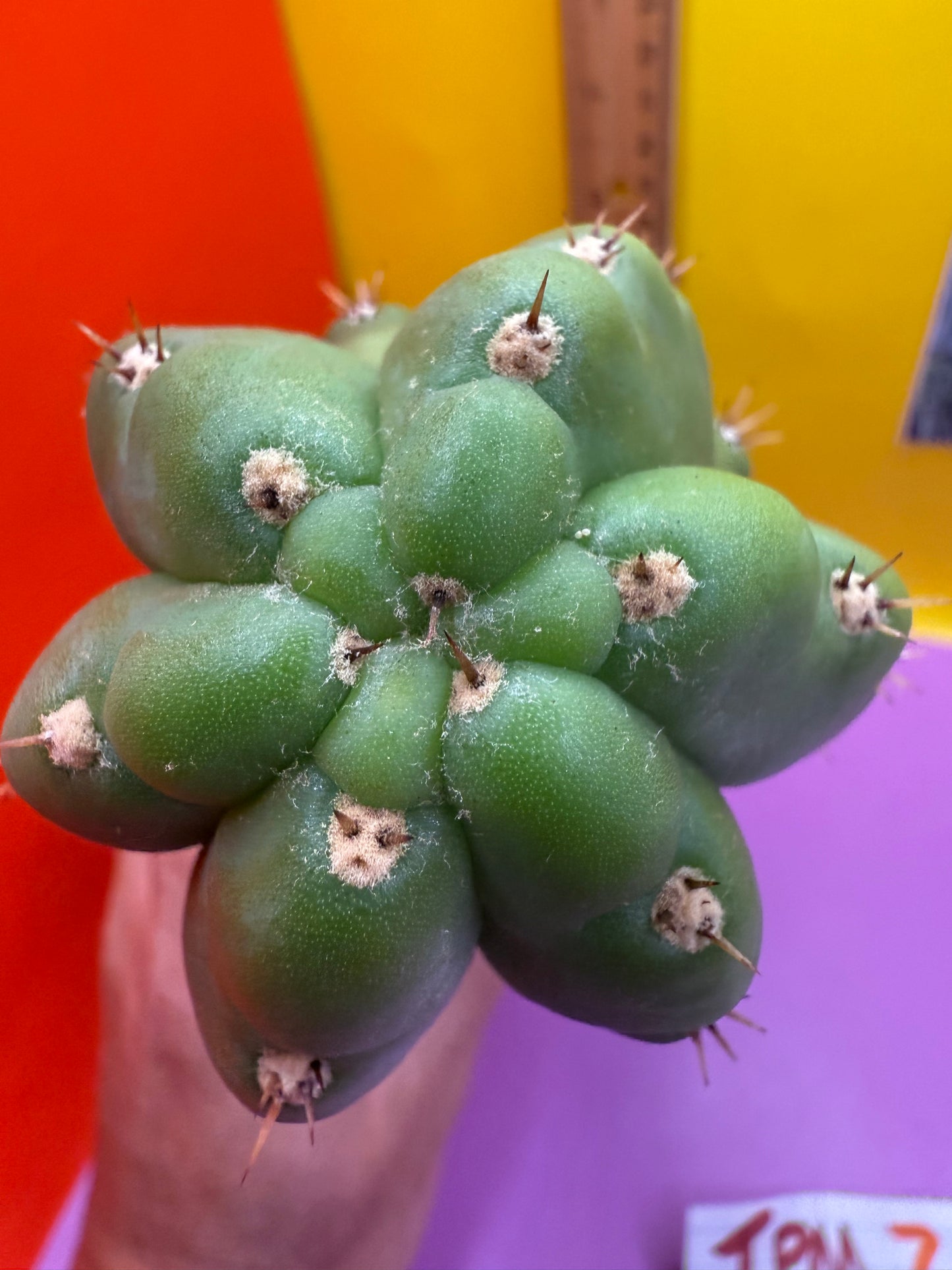 TPM ! Trichocereus Pachanoi Monstrose