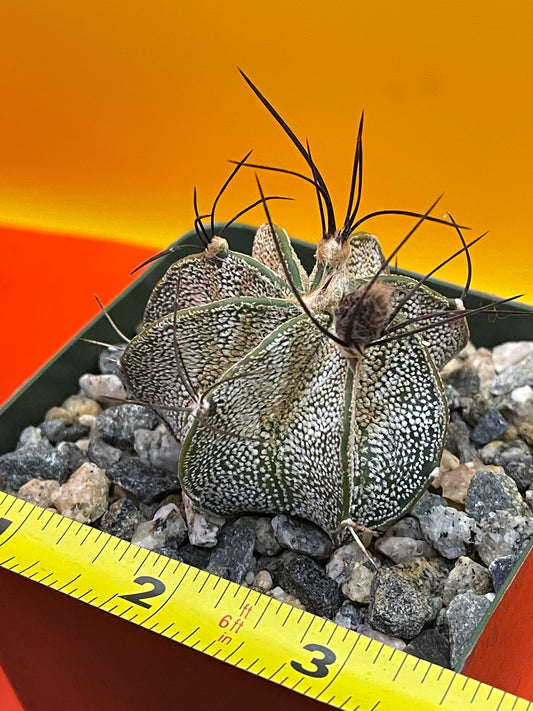 Astrophytum ornatum with flower buds