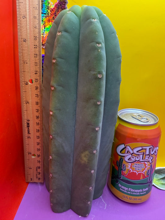 Tip of FAT Cahuilla!