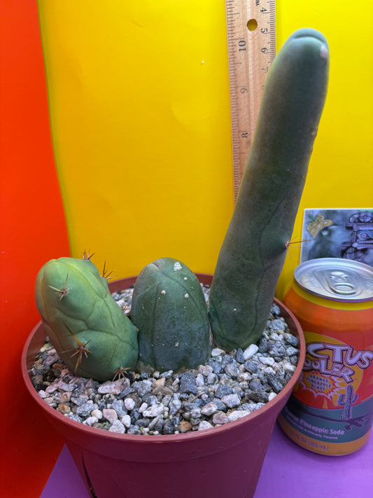 Fat Mature TBM with HUGE arm ! Ships in its pot