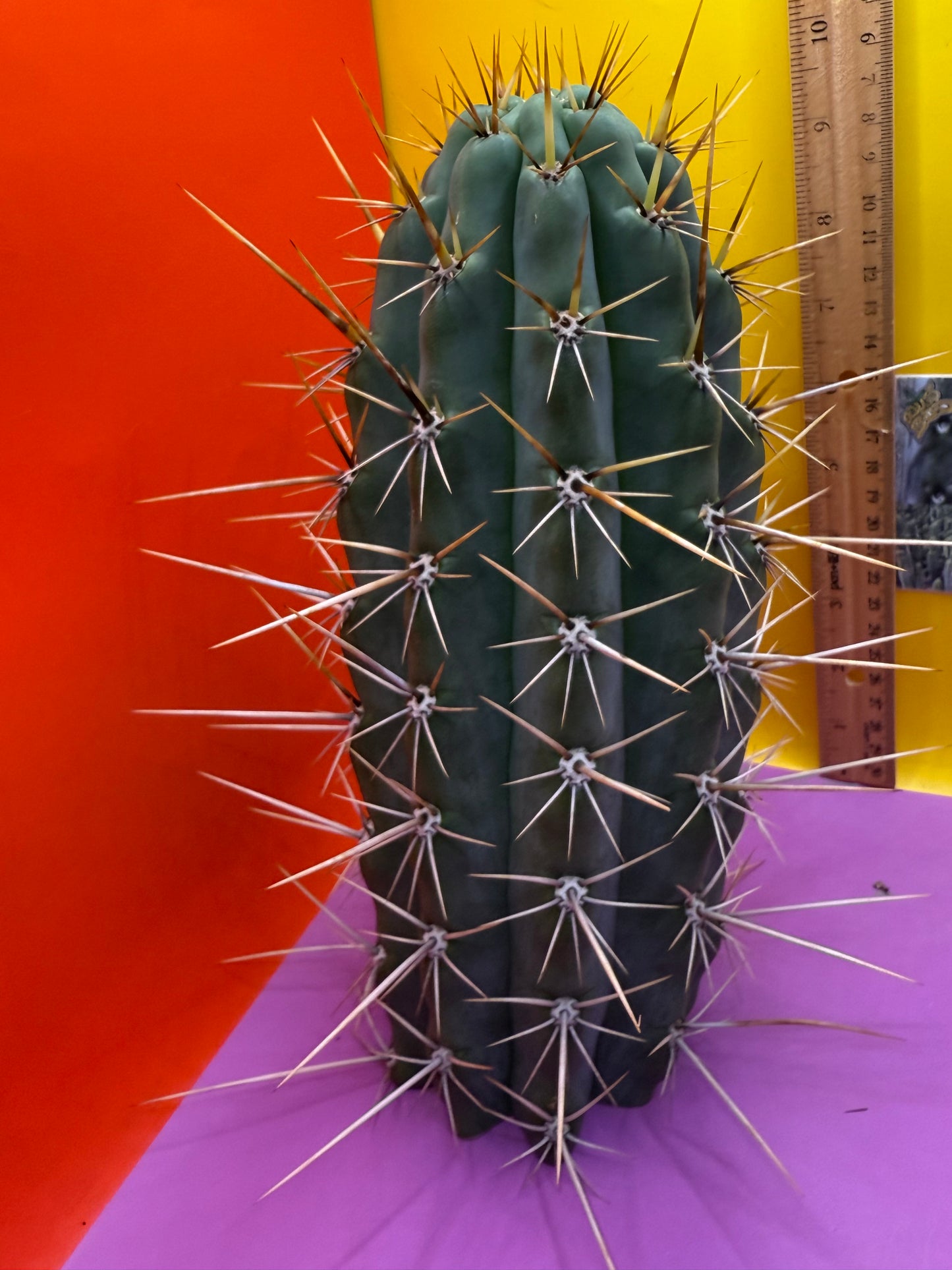 HUGE “SWAMP THING”trichocereus Cultivar !! Super thick