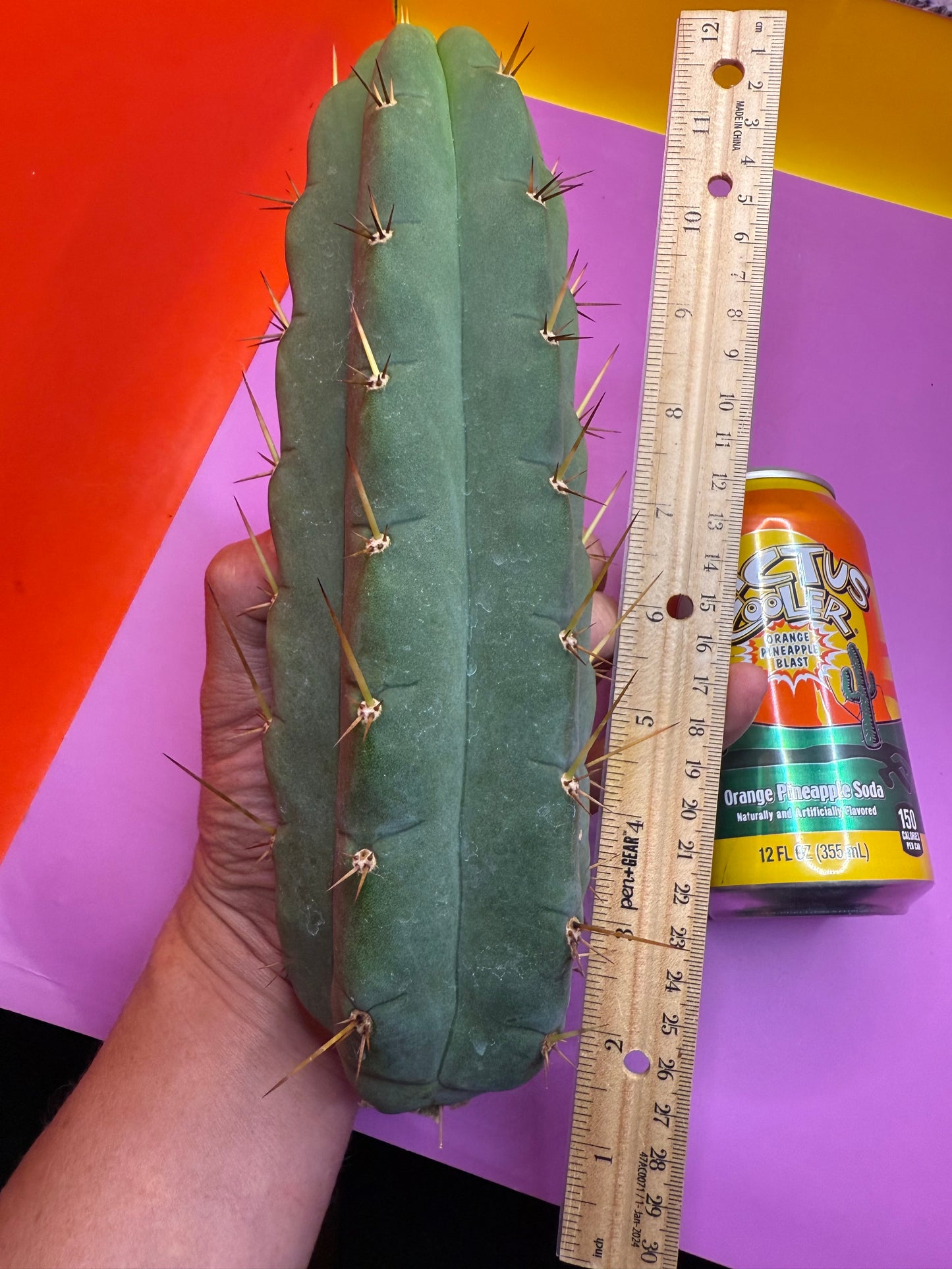 Yowie x Wowie cactus cutting