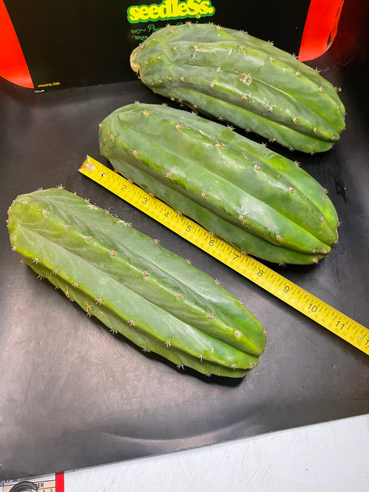 3 San Pedro cactus