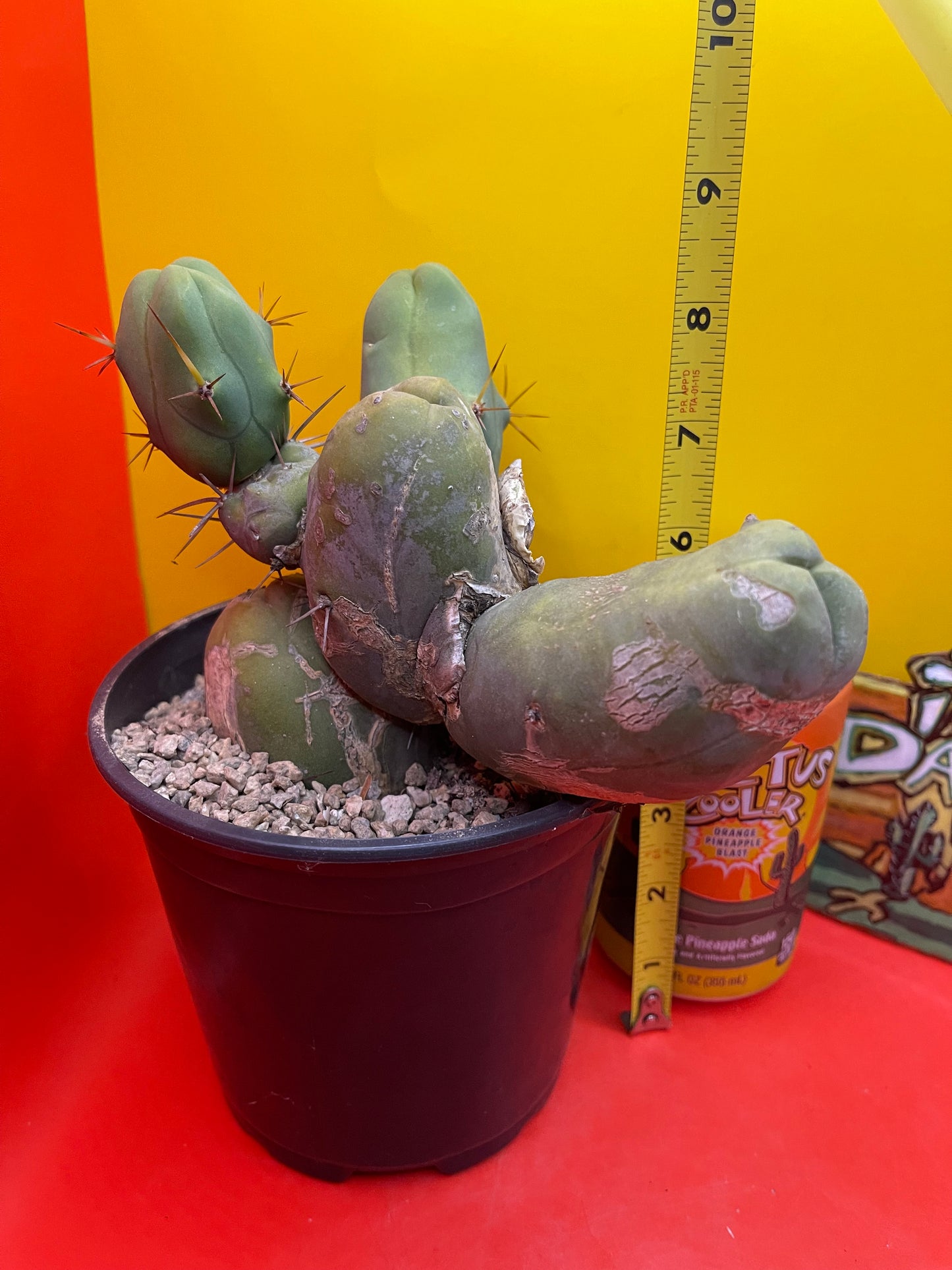 Cactus - TBM !!