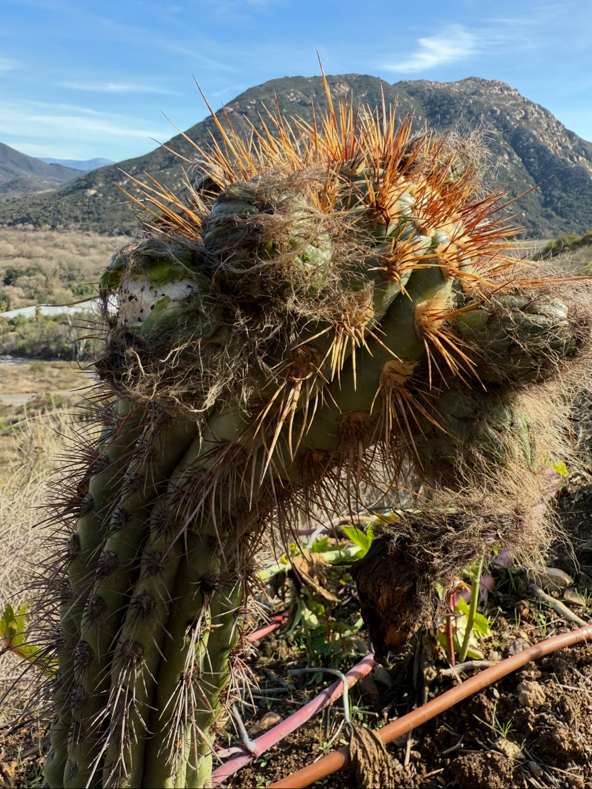 FREE TRICHOCEREUS TACAQUIRENSIS SEEDS !