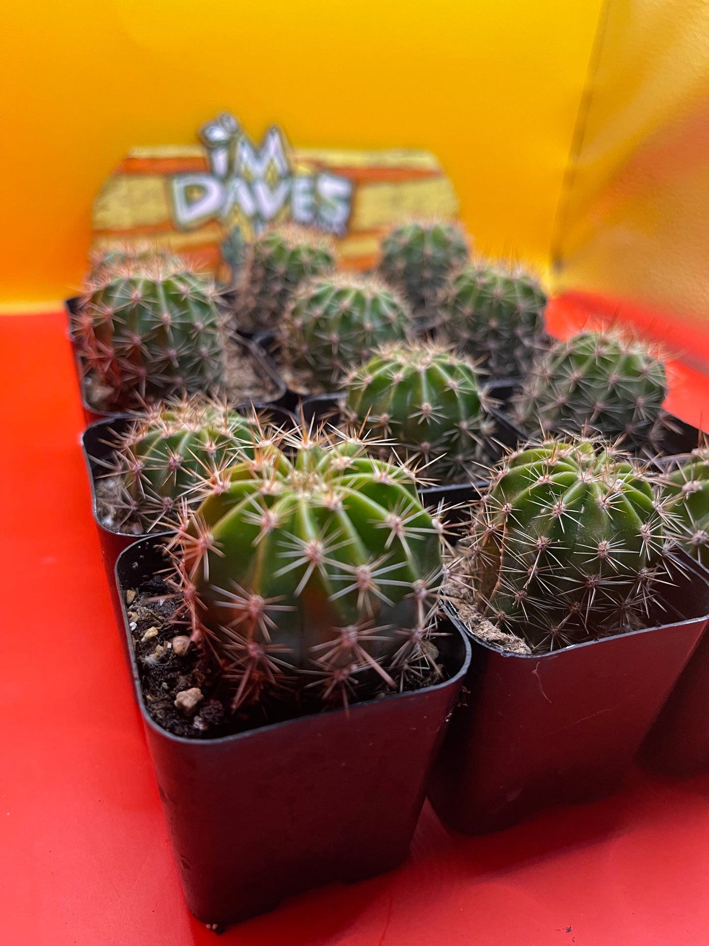 Flowering echinopsis!