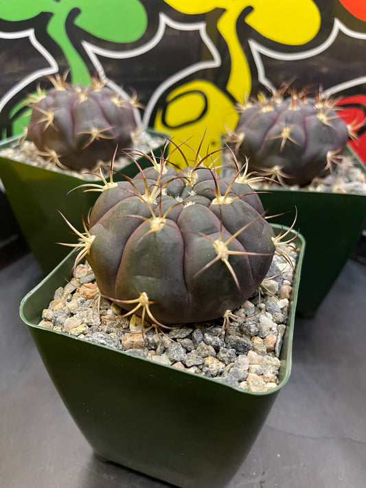 Gymnocalycium pflanzii albipulpa Beautiful flawless purple cacti !