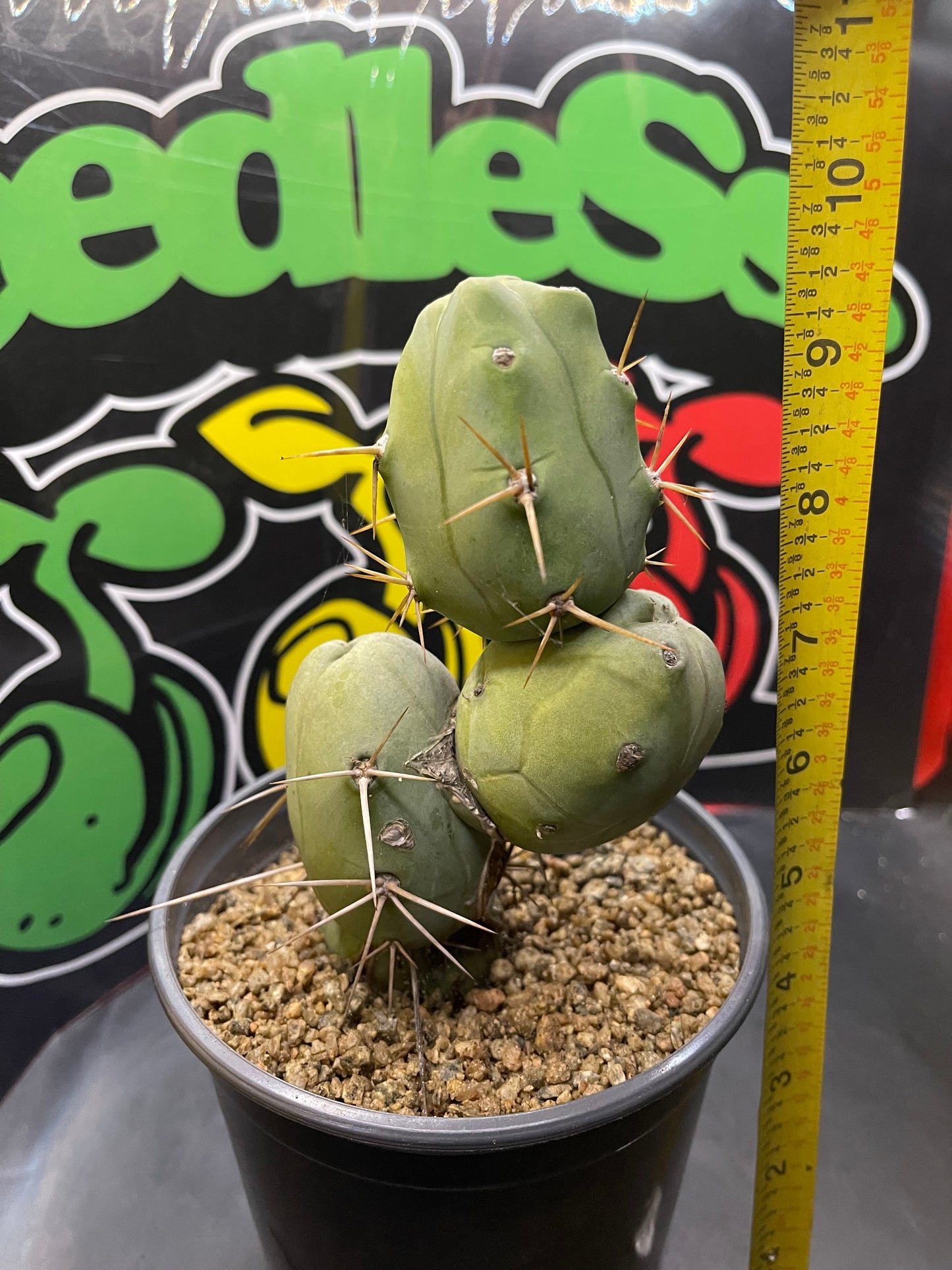 Trichocereus bridgesii monstrose