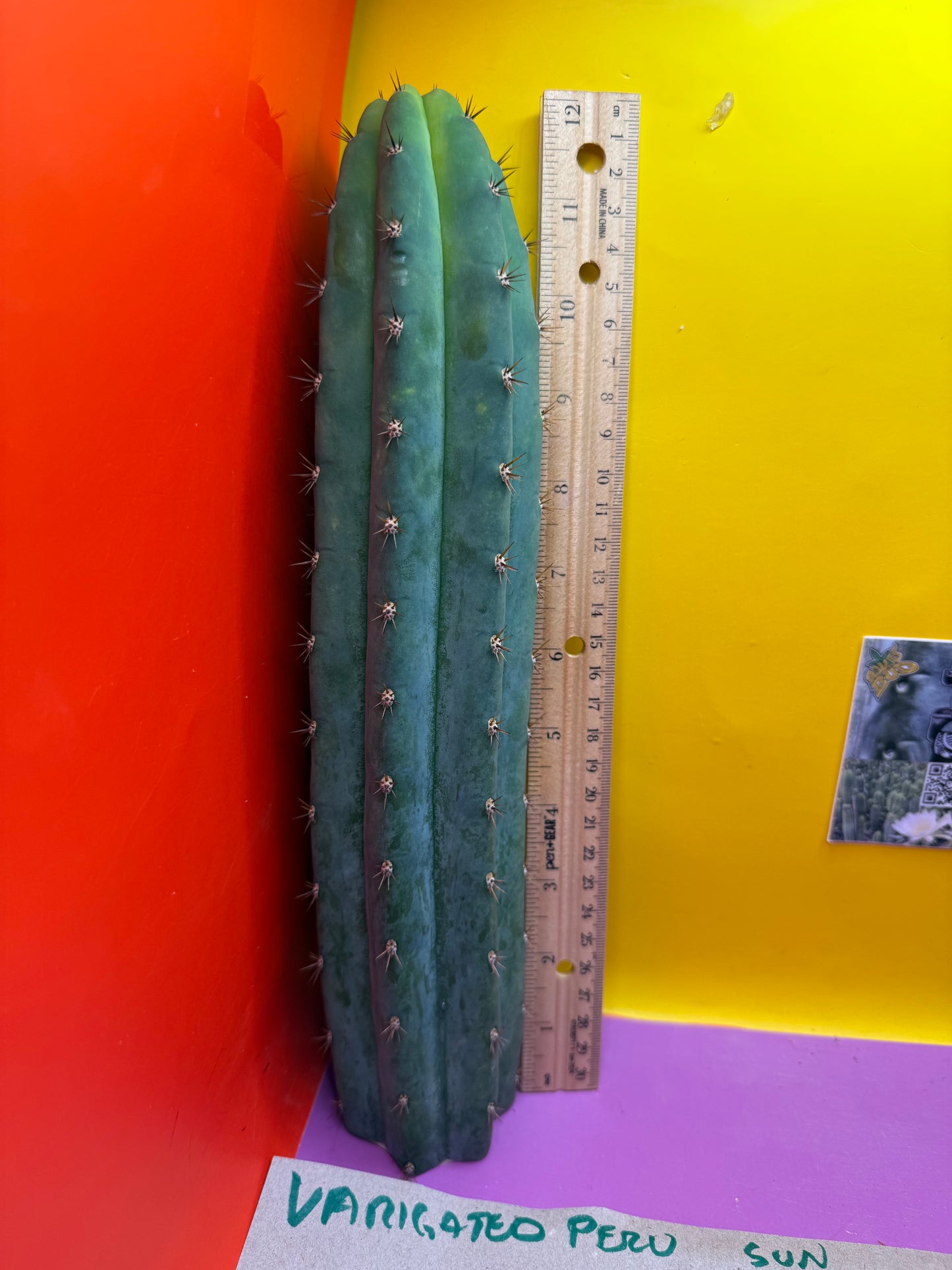⭐️SUNDAY SALE ! ⭐️Trichocereus peruvianus !