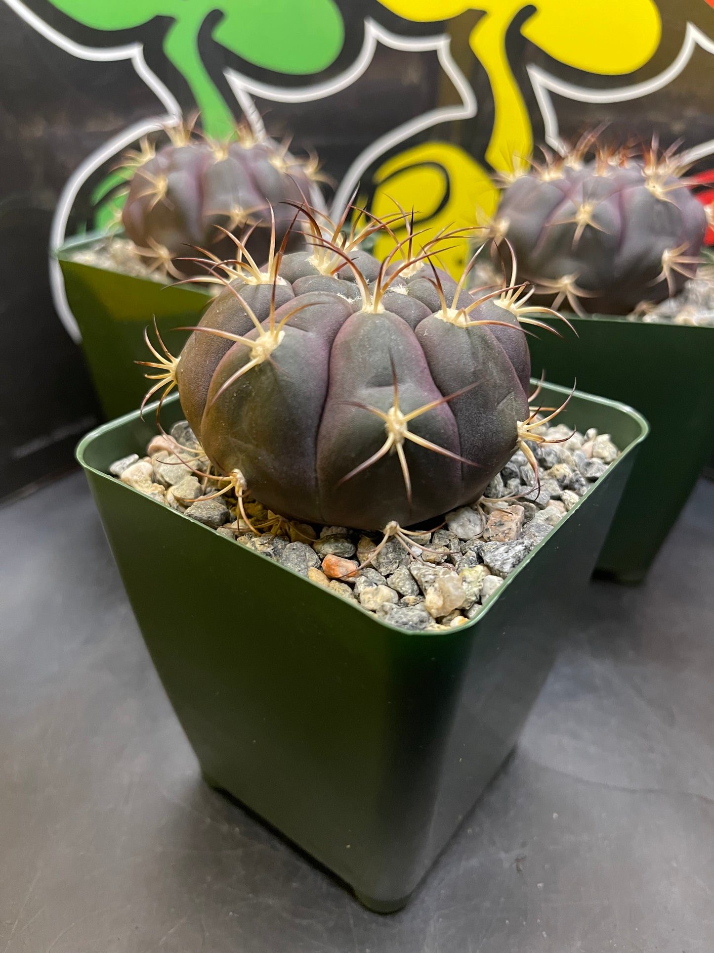 Gymnocalycium pflanzii albipulpa Beautiful flawless purple cacti !