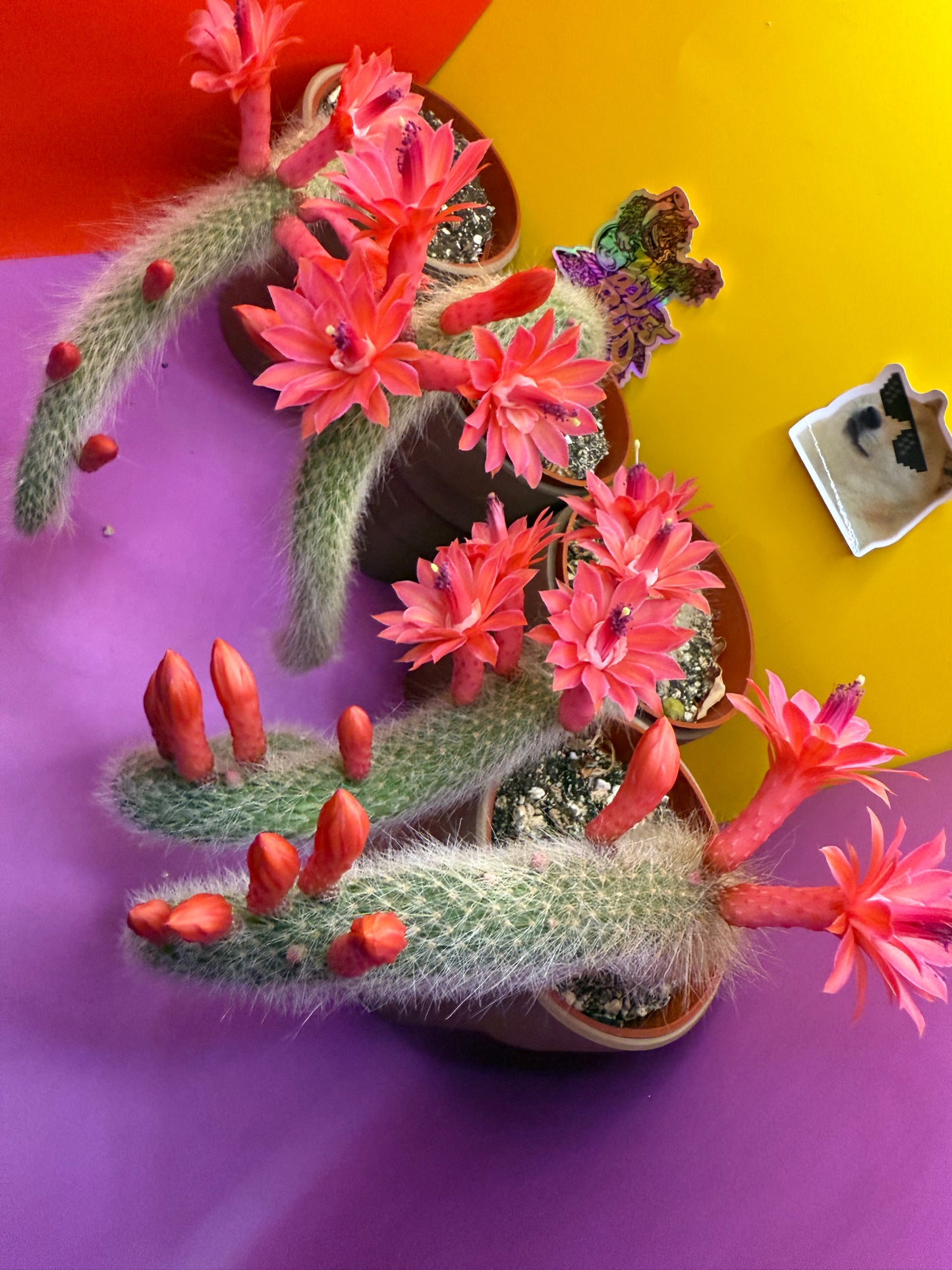 Monkey tail cactus !!