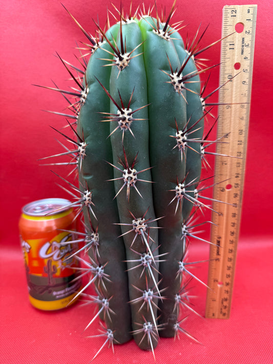 Huge San Pedro Cactus 🌶️Trichocereus Tacaquirensis !