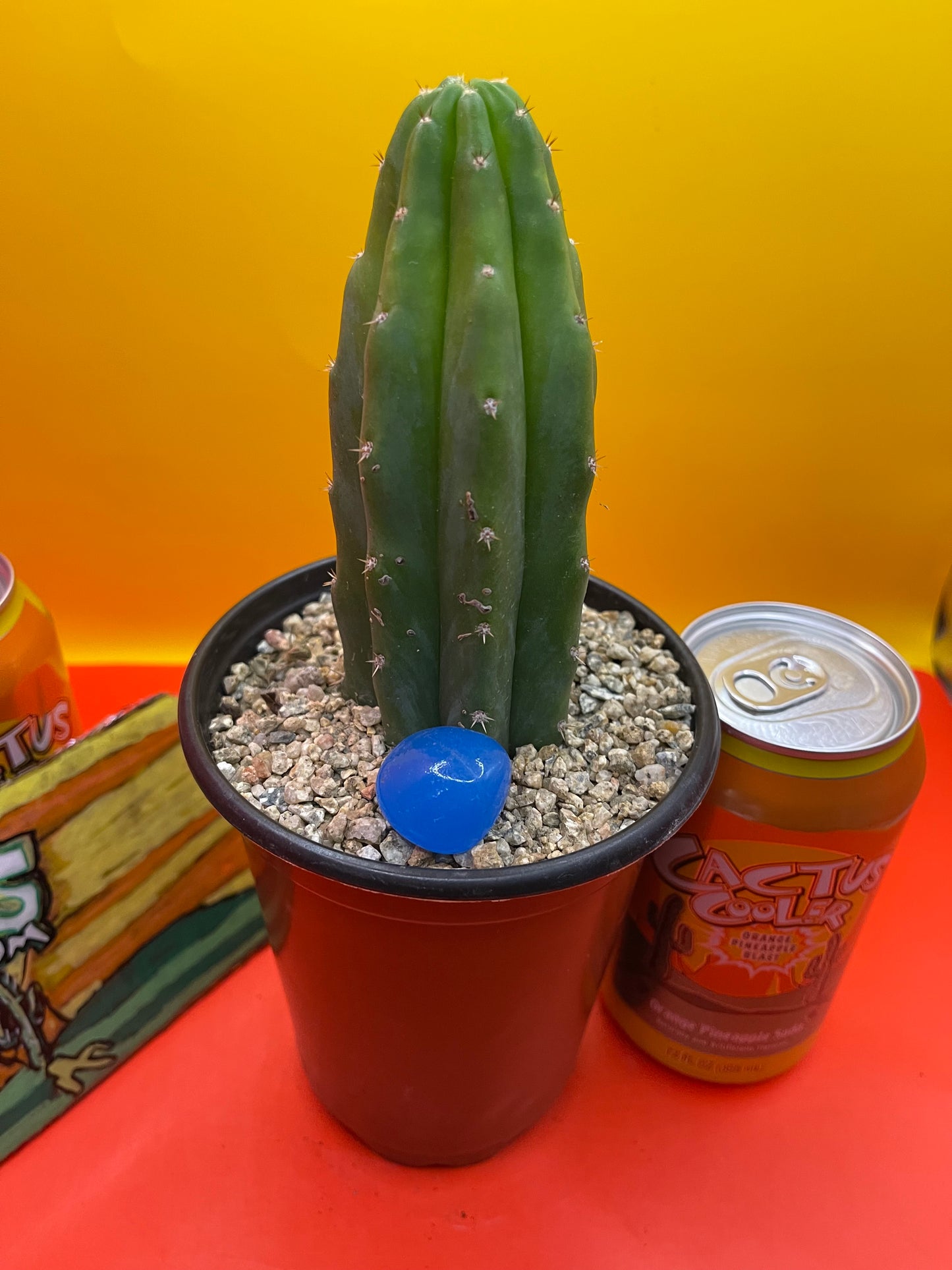 SAN PEDRO CACTUS - potted