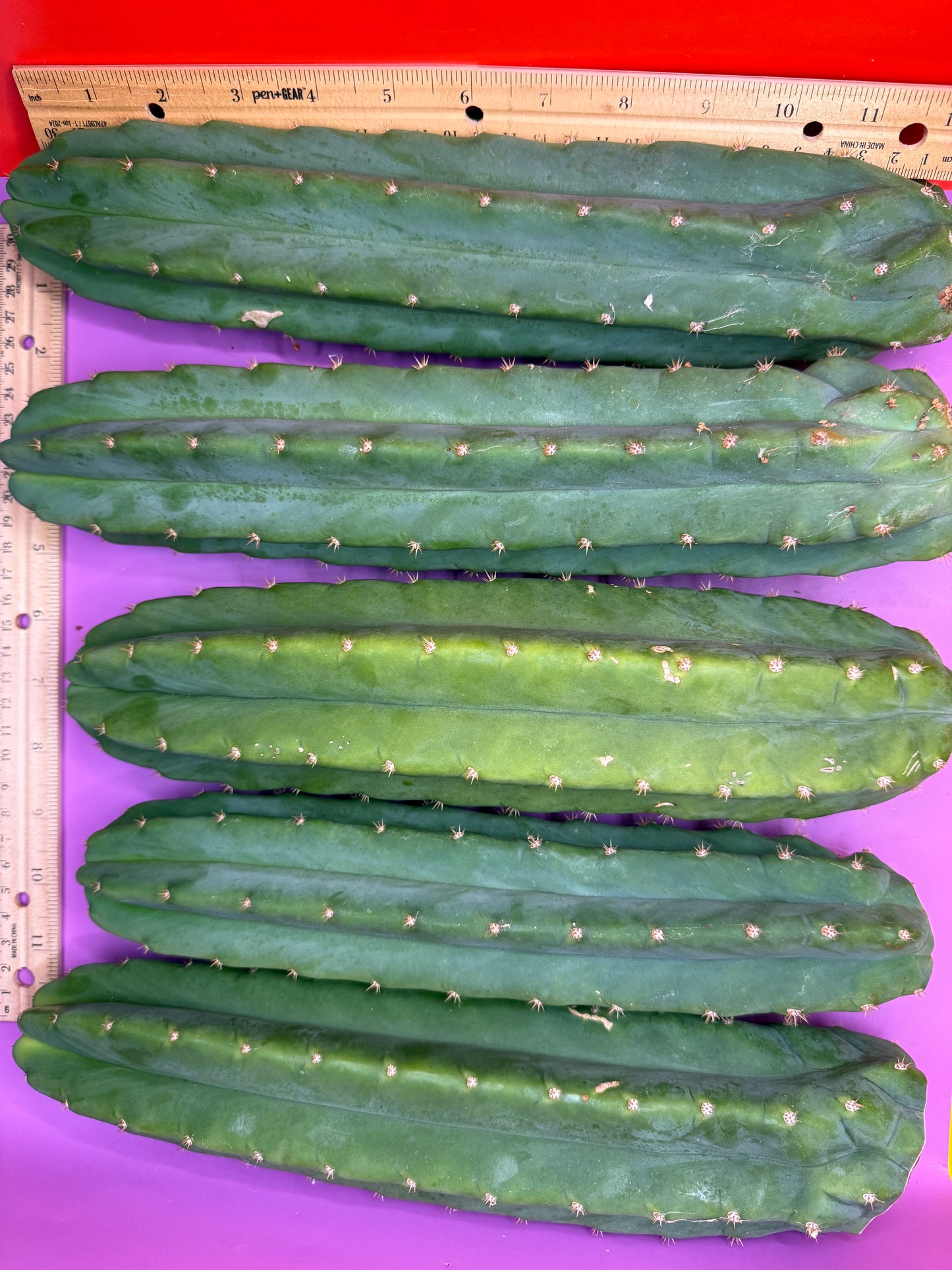 5 pack of Graft stock !
