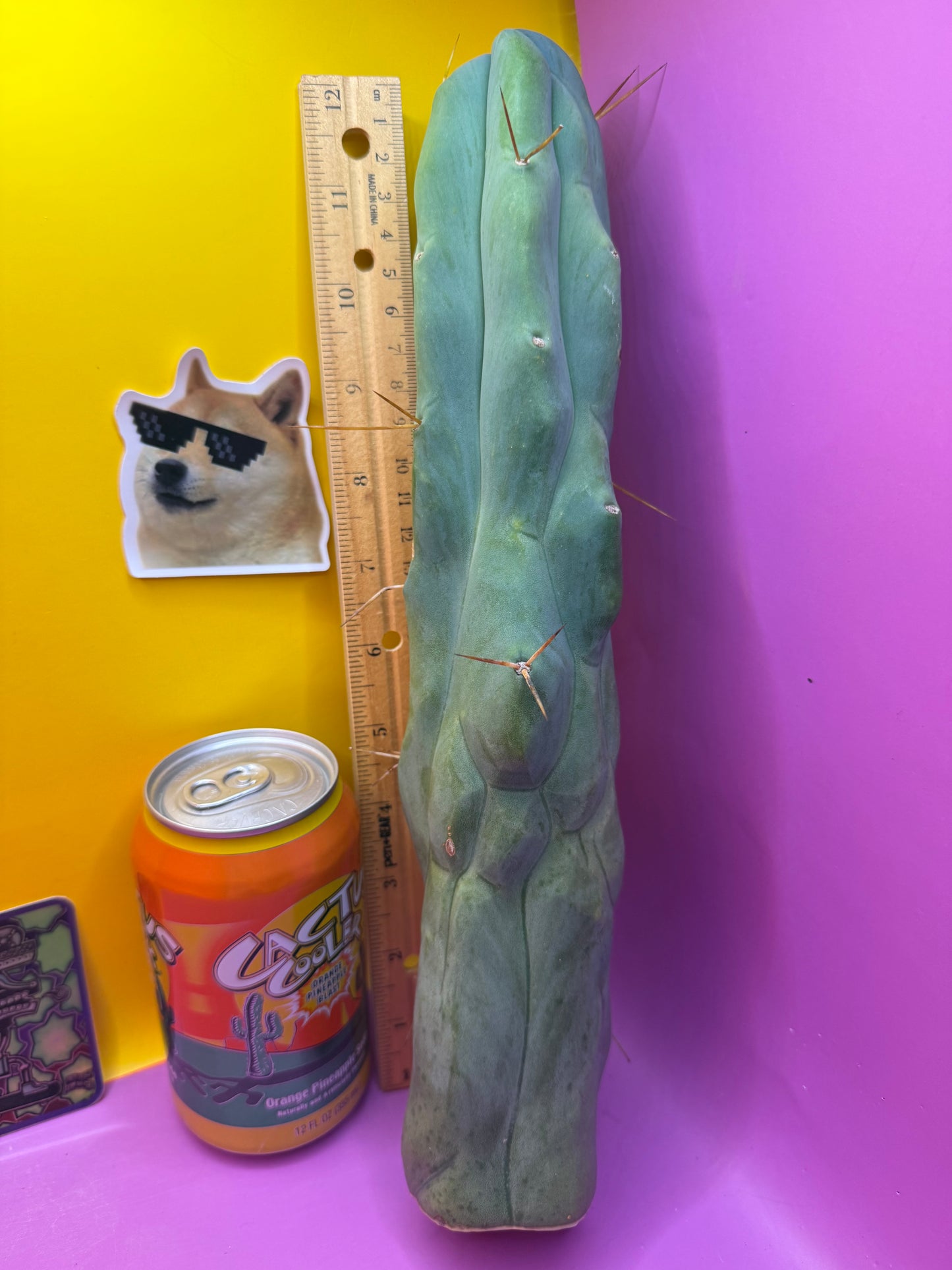 Extremely Rare “CALIFA”