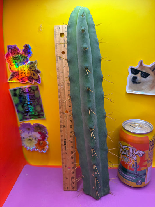 Jiimz Twin spine - over foot long !