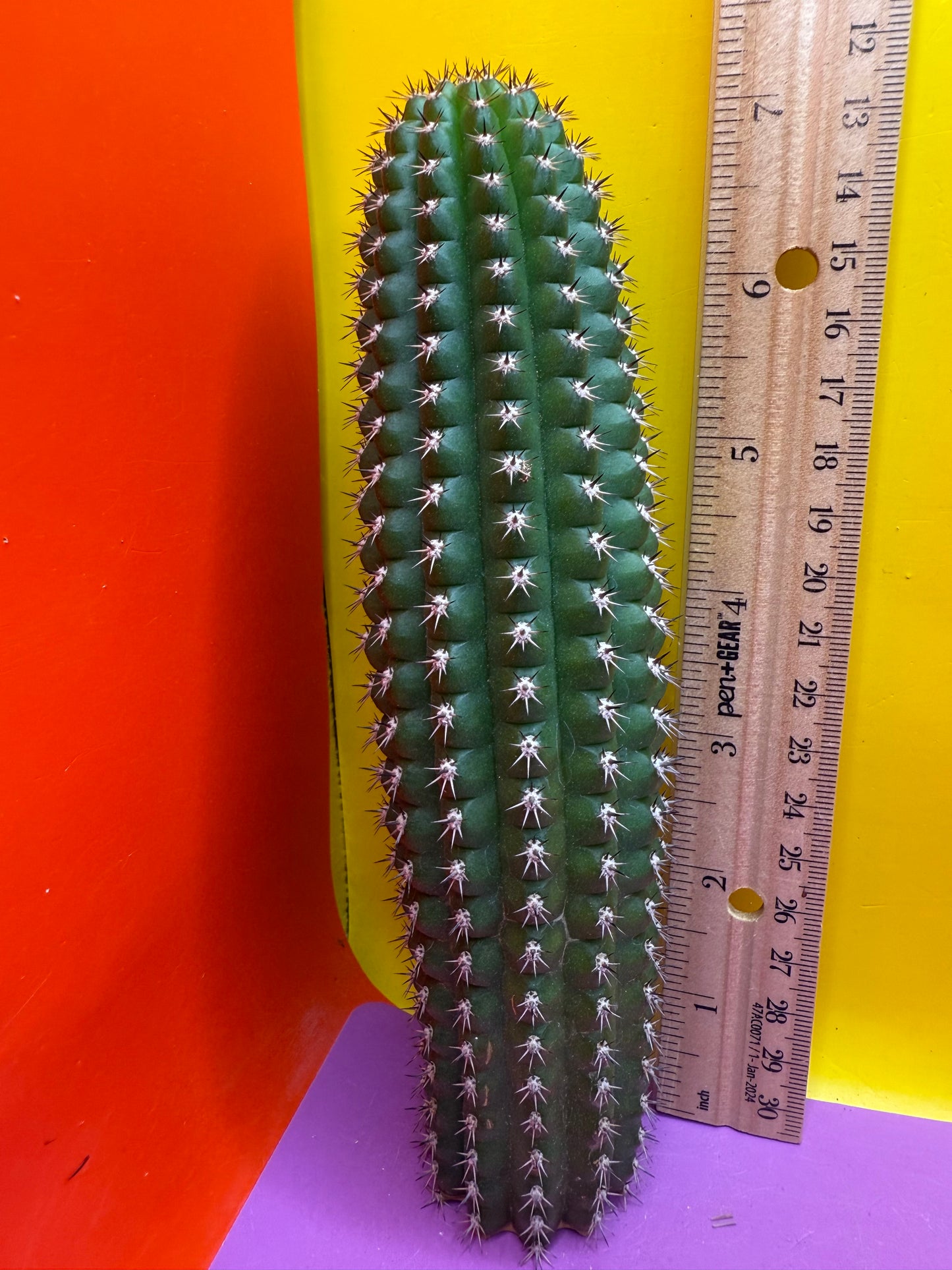 Trichocereus Brevispinulosus