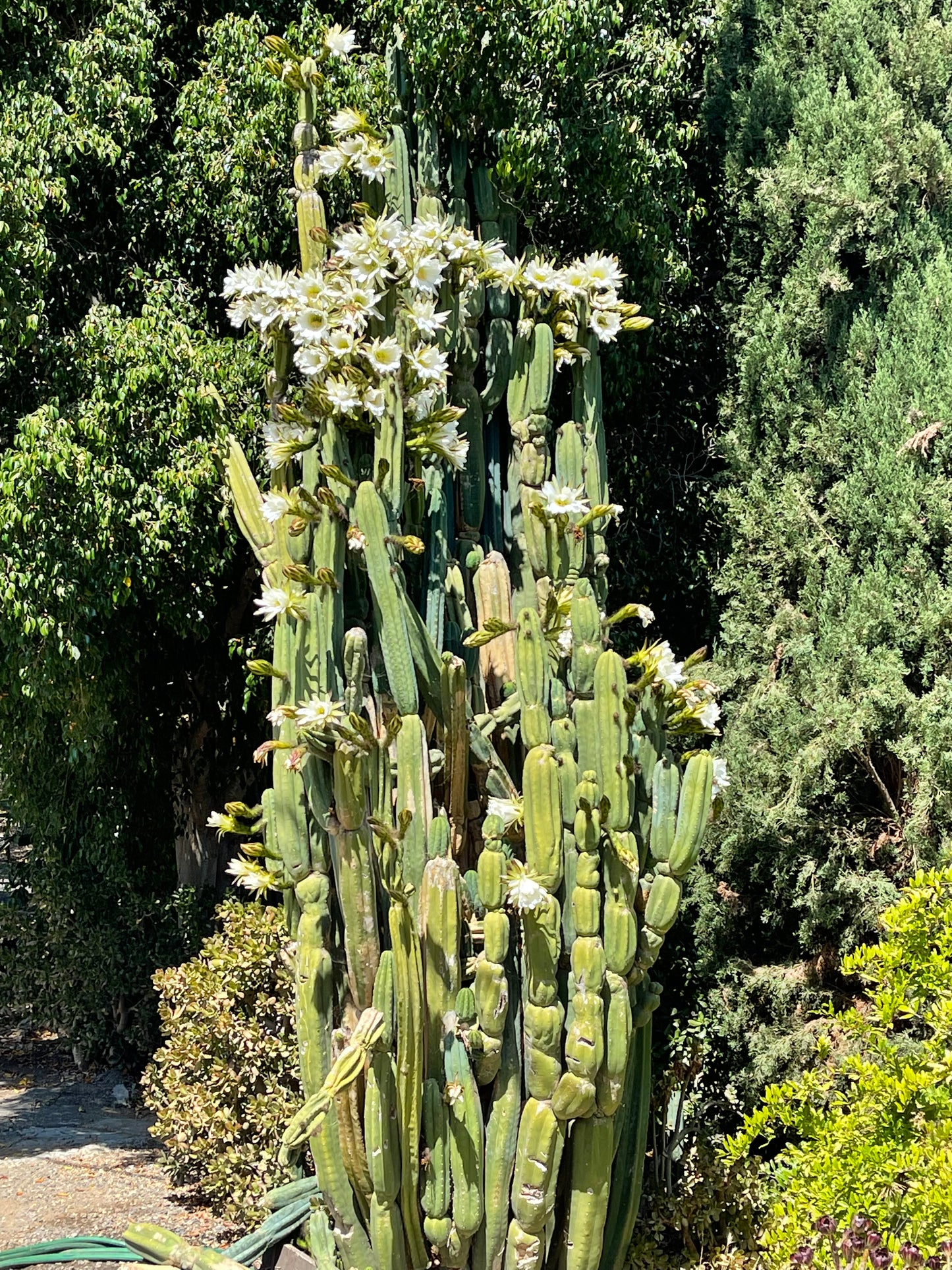 CAHUILLA x pink Lobivia ! 100 seeds ^+