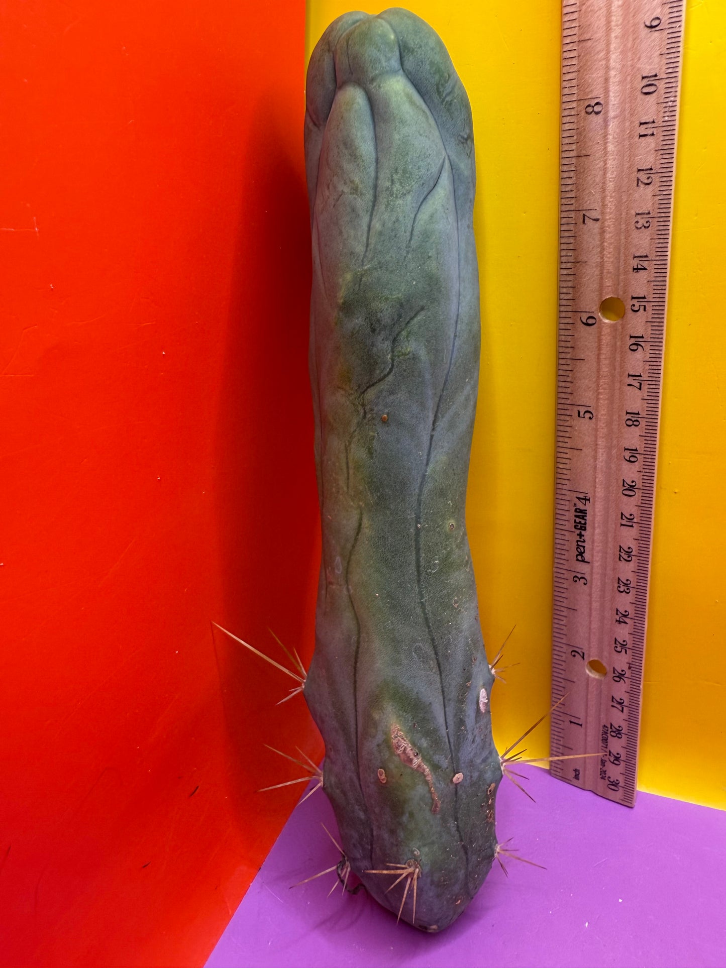 TBM-A long form monstrose cactus !