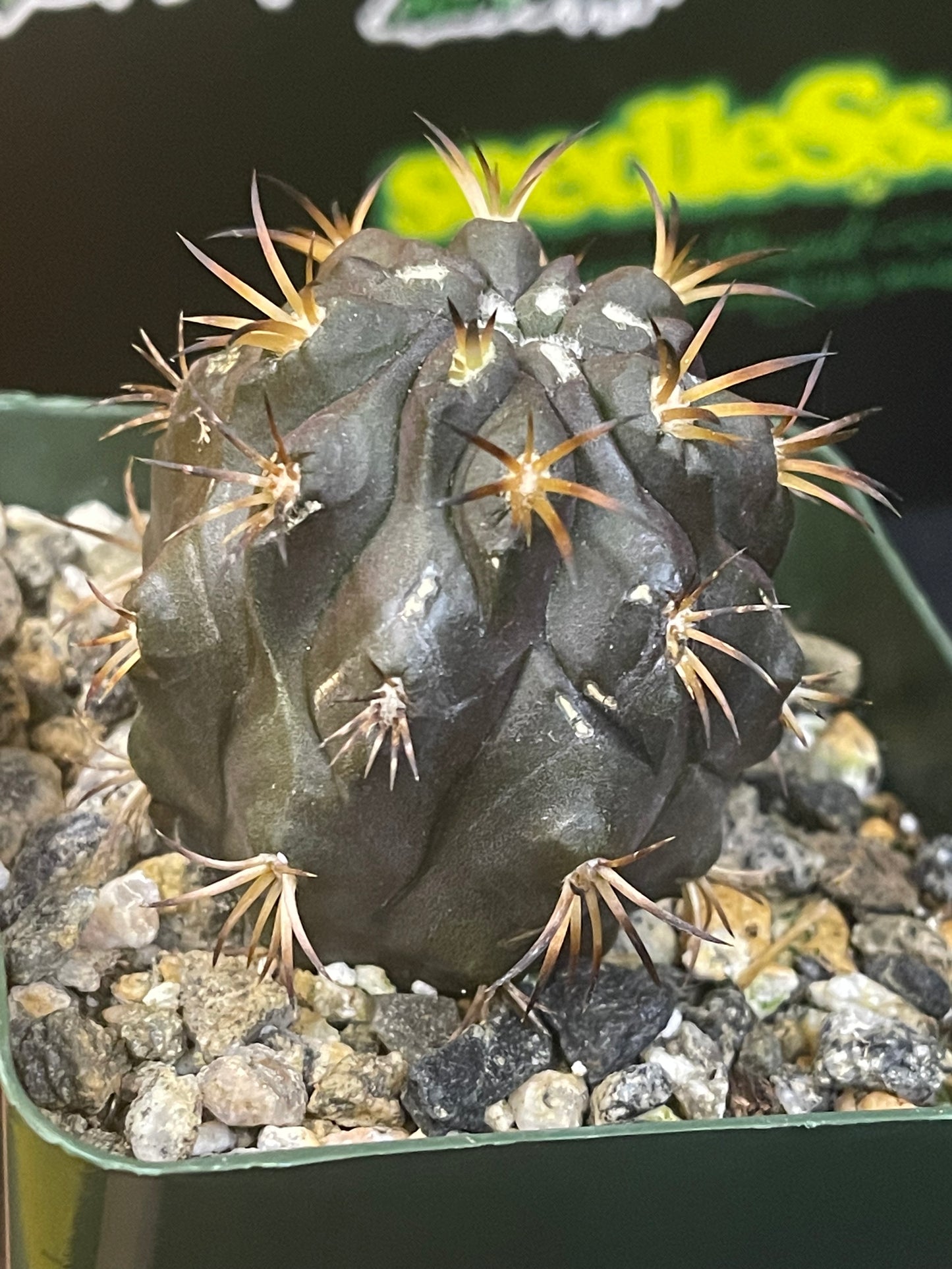 Copiapoa Dura