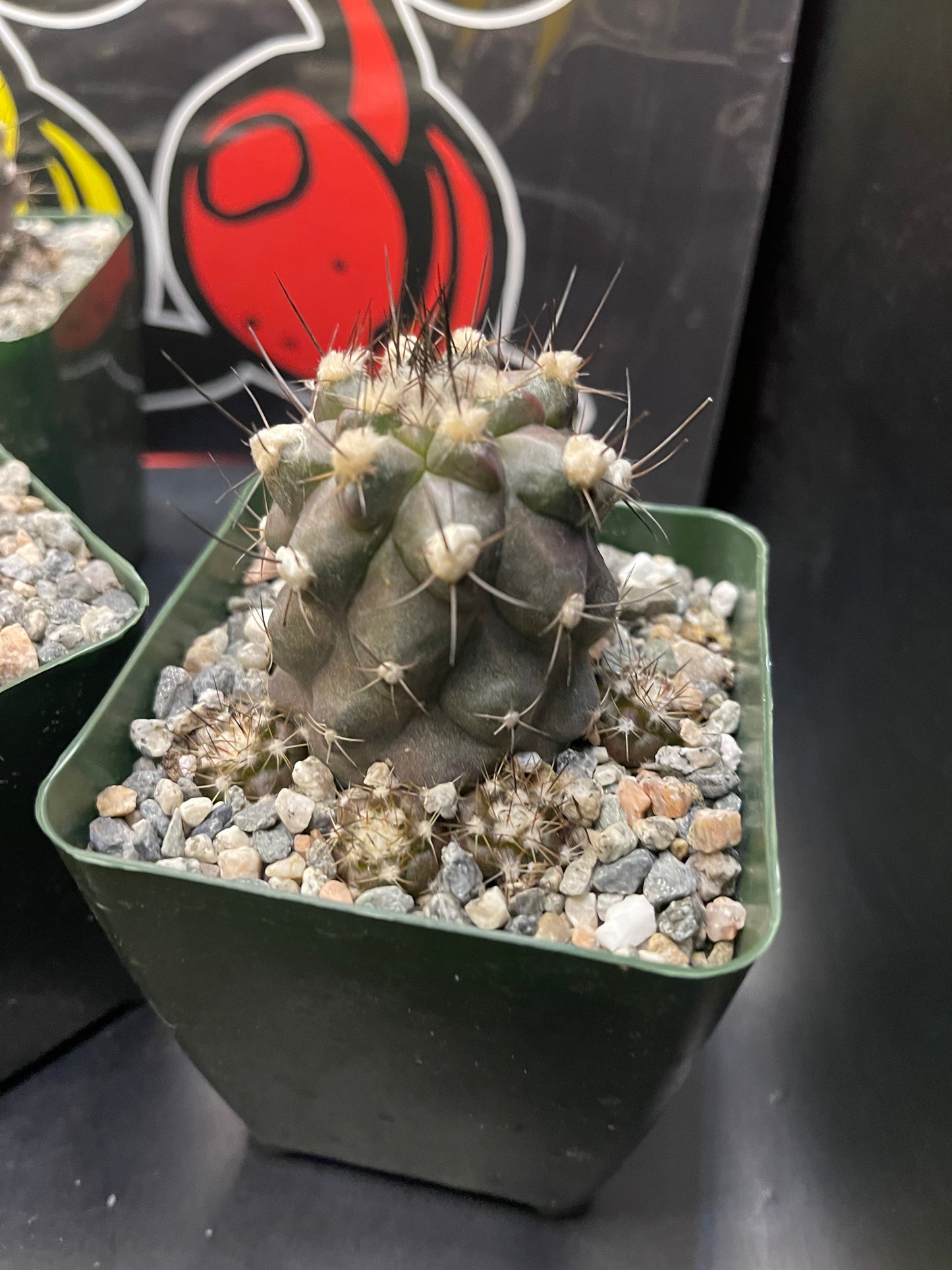 COPIAPOA HUMILIS