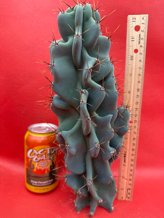 Cereus Monstrose - Gets cactus apples !