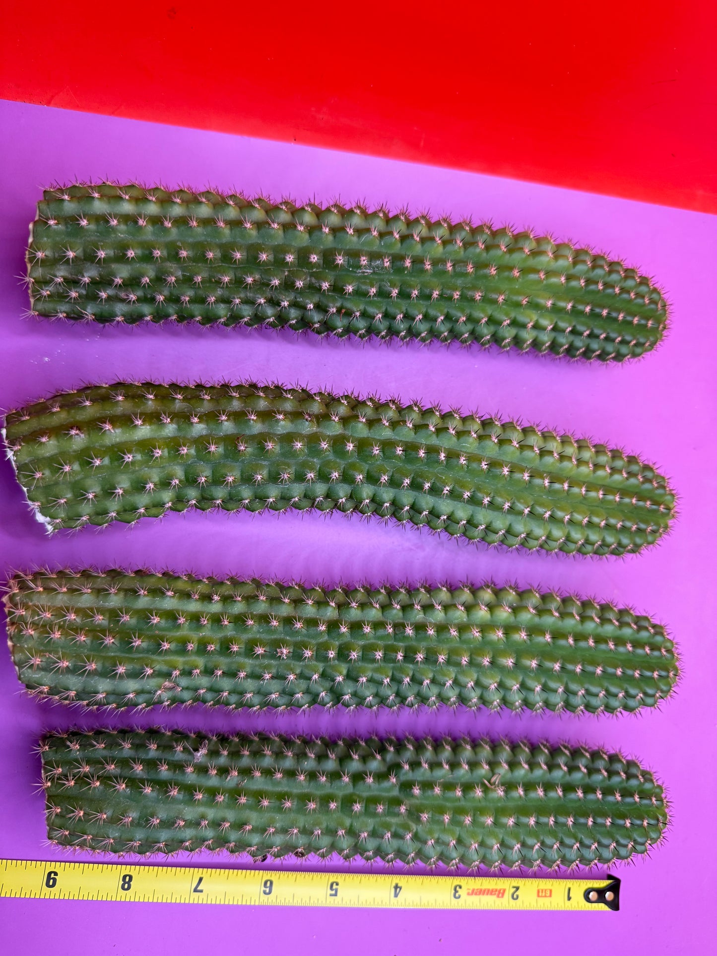 SALE PRICE ! Trichocereus Brevispinulosus!