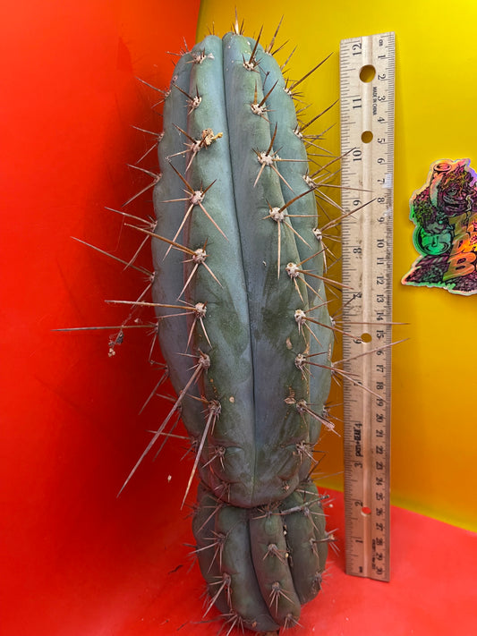 Land Race Trichocereus