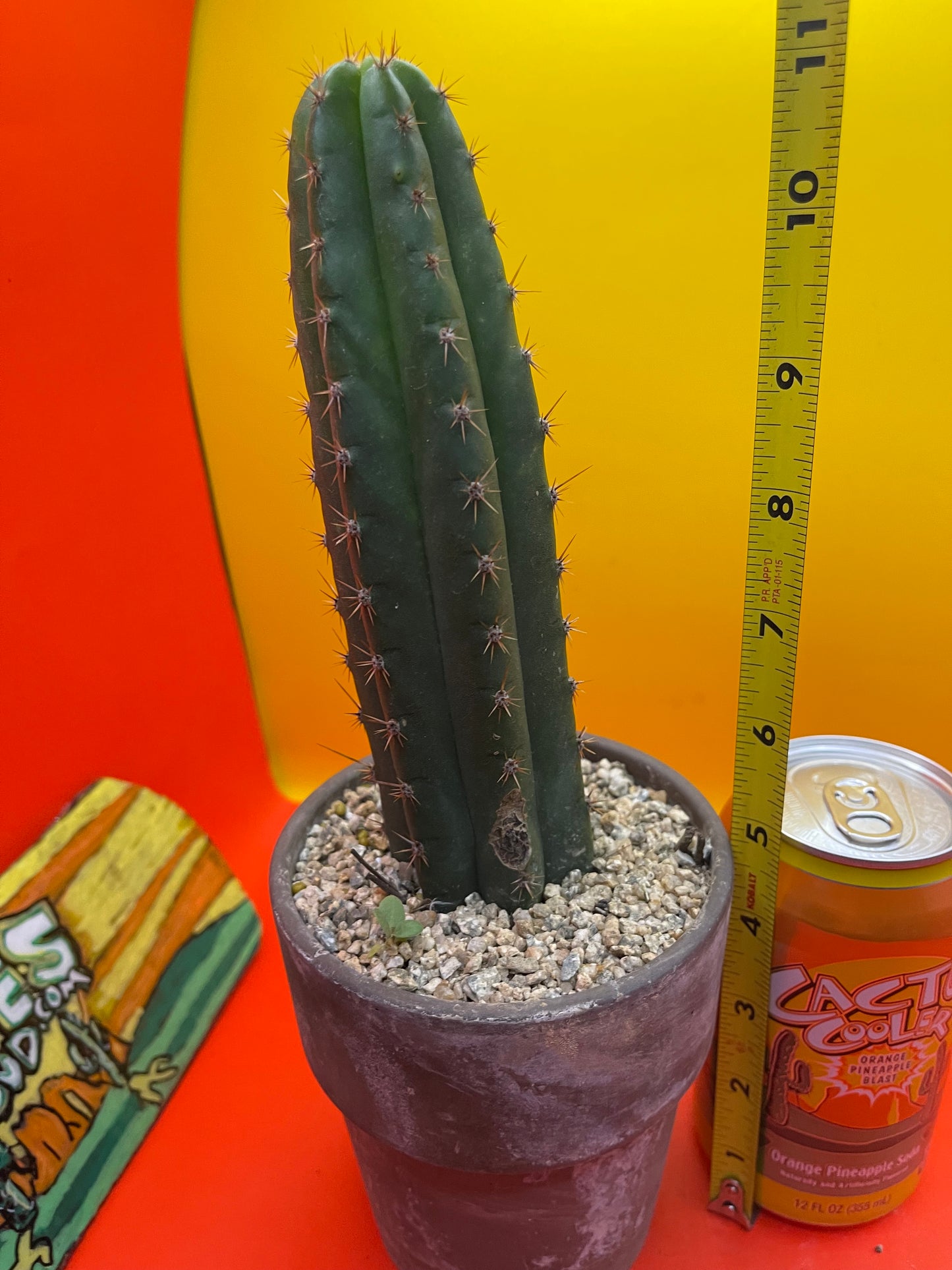 CCVP ! San Pedro cactus