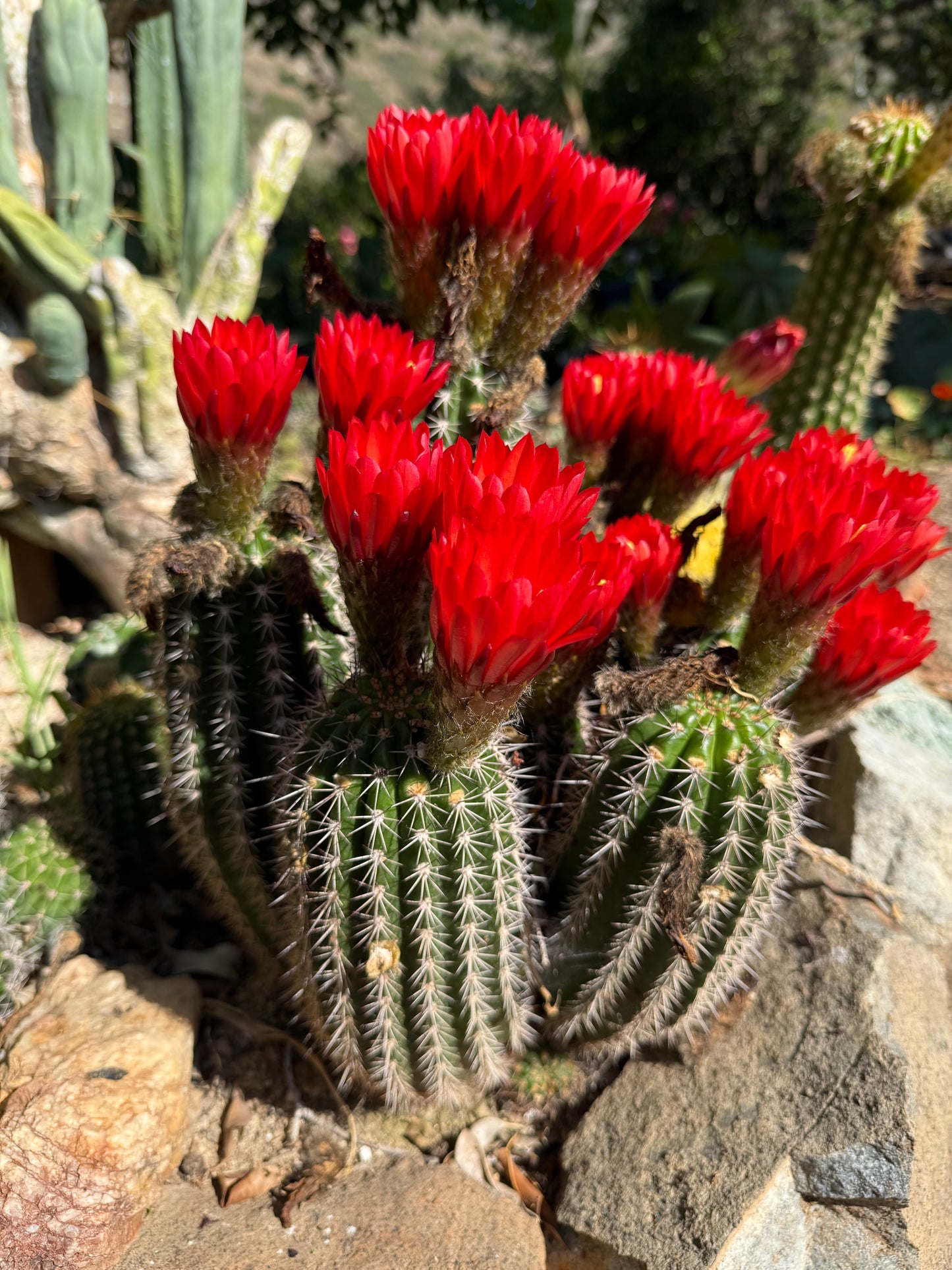 Red Lobivia purpureominiata seeds .