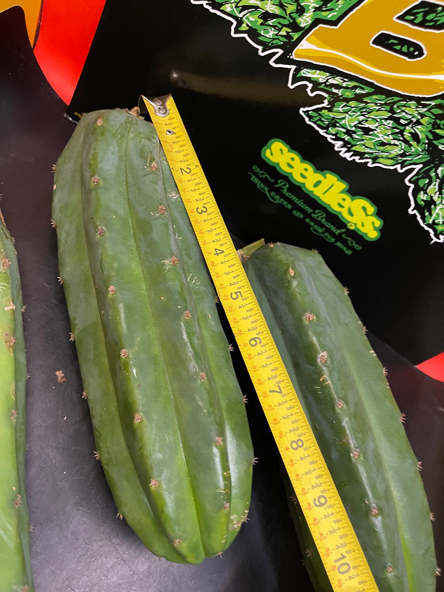 5 San Pedro cactus cuttings!