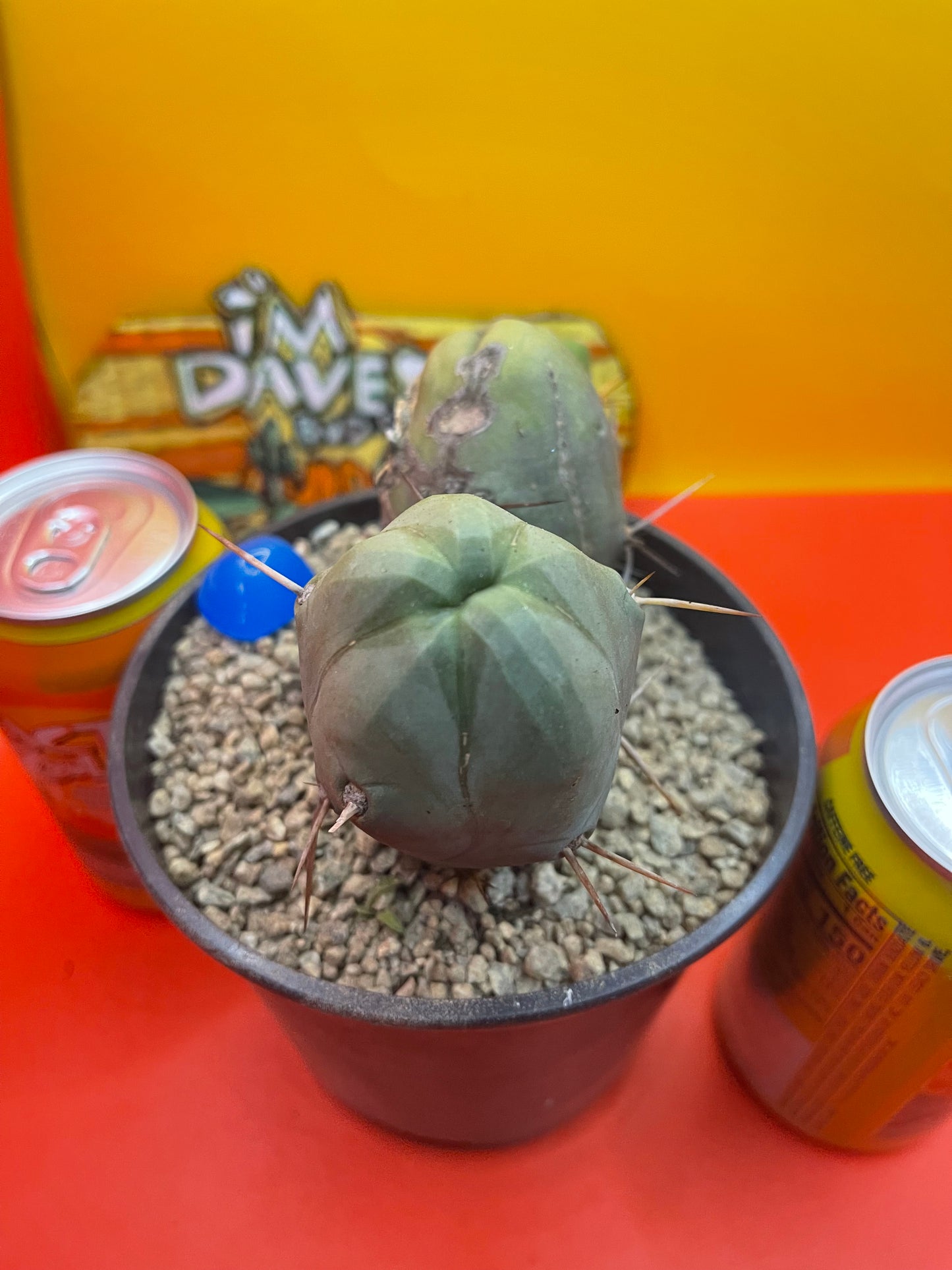 Tbm cactus