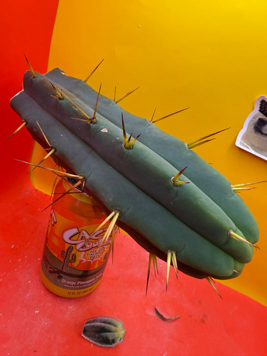 TRICHOCEREUS BRIDGESII!!